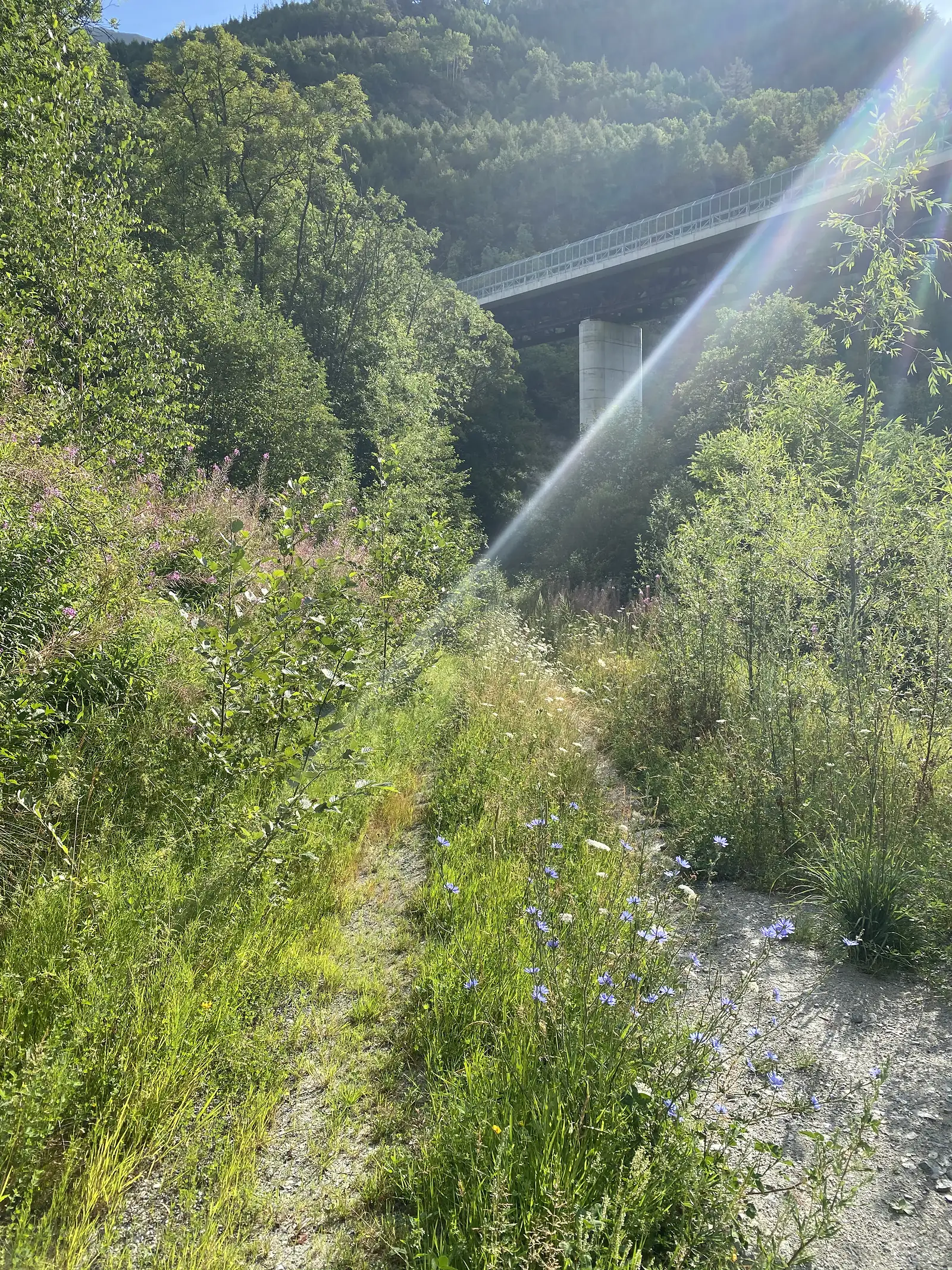 A concrete motorway viaduct crosses high overhead above a wildflower verge, a shaft of sunlight catching the dust in the air beside its supporting pillar.