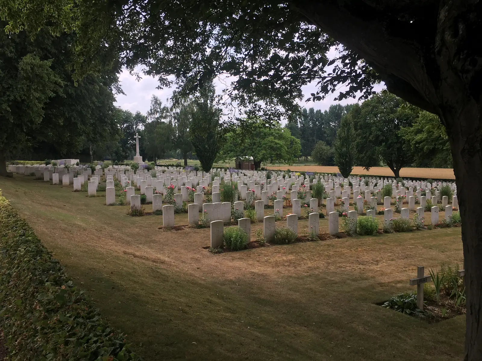 Rows of white Commonwealth war graves set among rose bushes, with a stone Cross of Sacrifice standing beyond the headstones under shading trees.