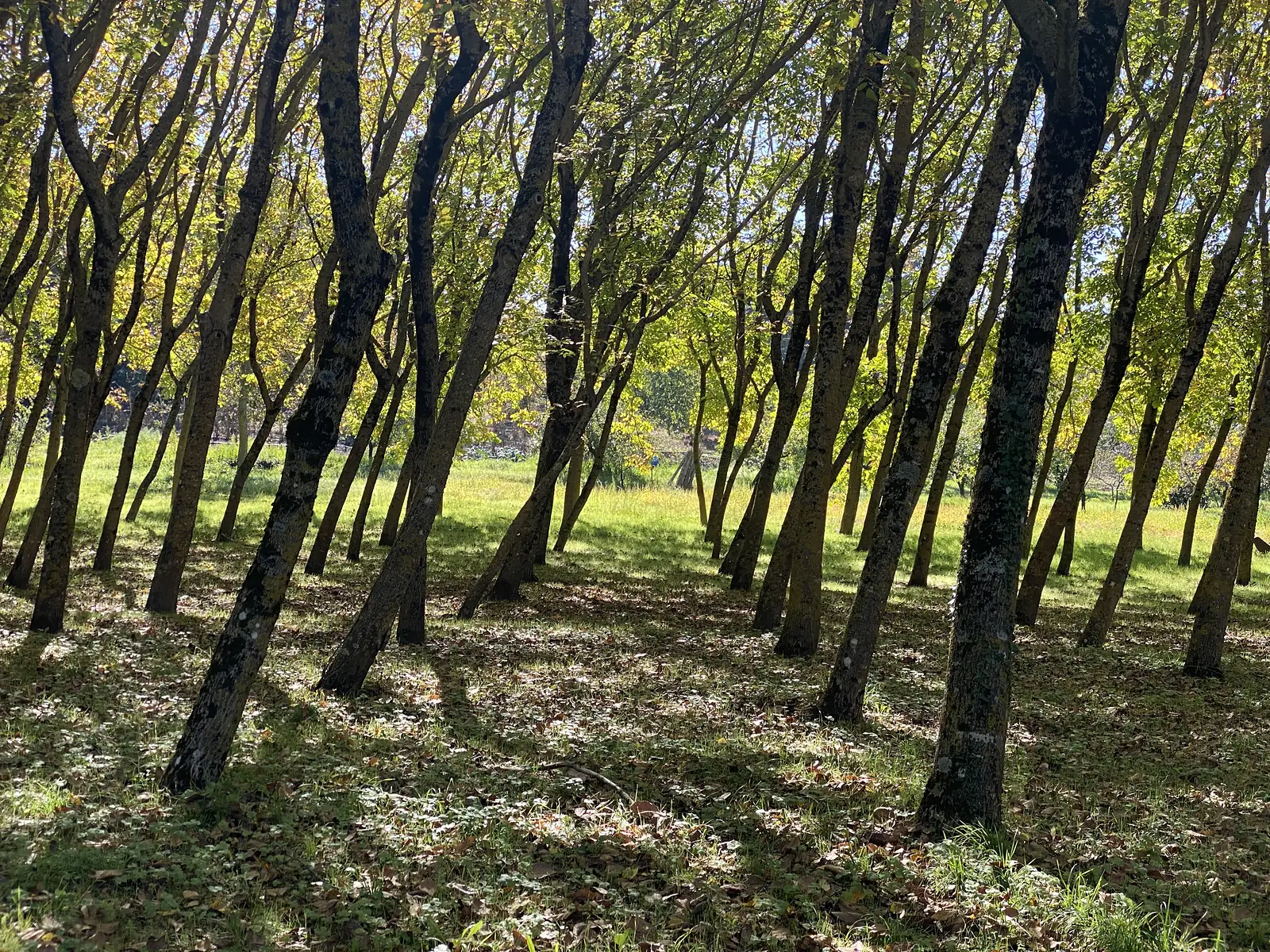 Sunlight filters through the slender trunks of a young hazel or chestnut coppice onto a leaf-strewn grassy floor.