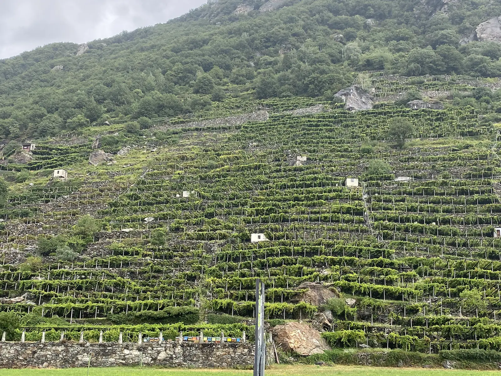 Terraced vineyards climb a steep rocky hillside above a valley, with rows of vines strung between posts and small stone huts dotted among the terraces.