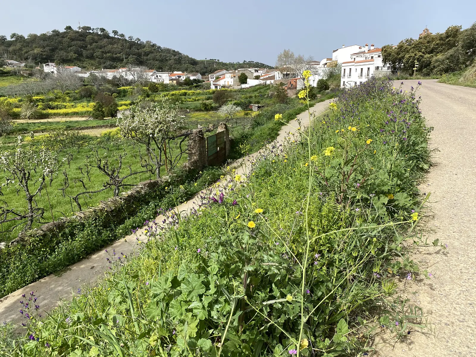 A concrete lane running between flowering verges towards a village of white houses on a wooded hillside, with blossoming fruit trees in the field alongside.