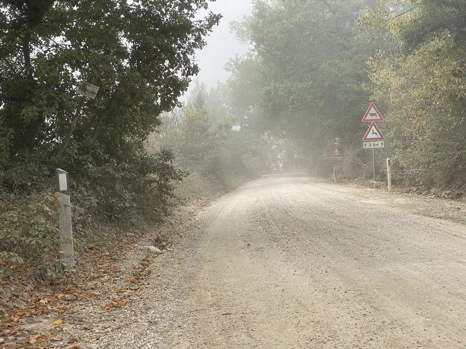 A misty gravel road through trees, marked with cattle- and deer-crossing warning signs reading "3 km".