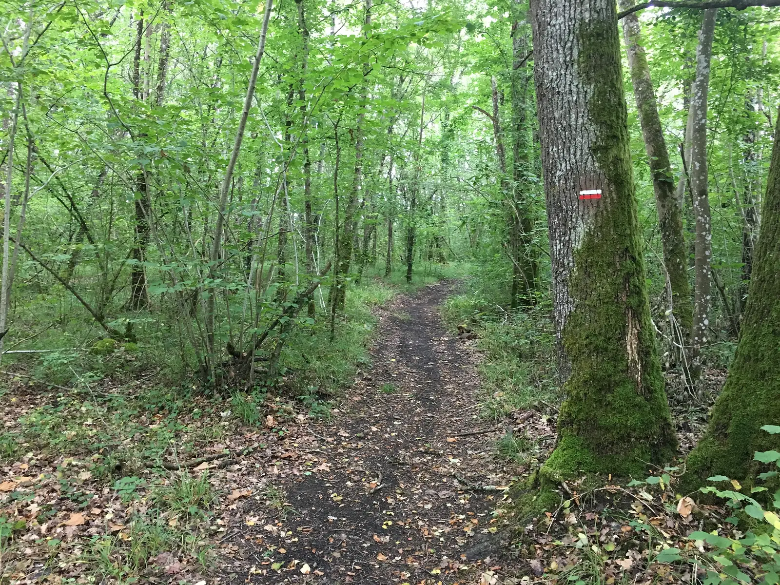 A red-and-white waymark stripe is painted on a moss-covered tree trunk beside a dirt path through leafy woodland.