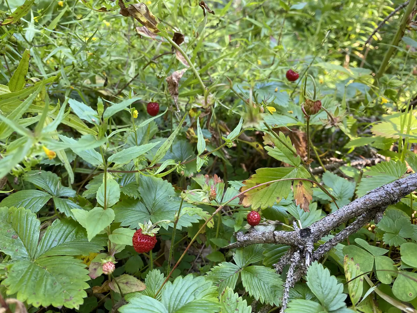 Ripe wild strawberries hanging among trefoil leaves and wildflowers at the edge of a path.