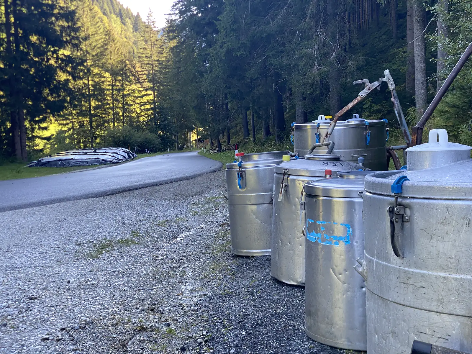 A row of battered aluminium milk churns stands on the verge of a narrow forest road, low sun catching the spruce behind.