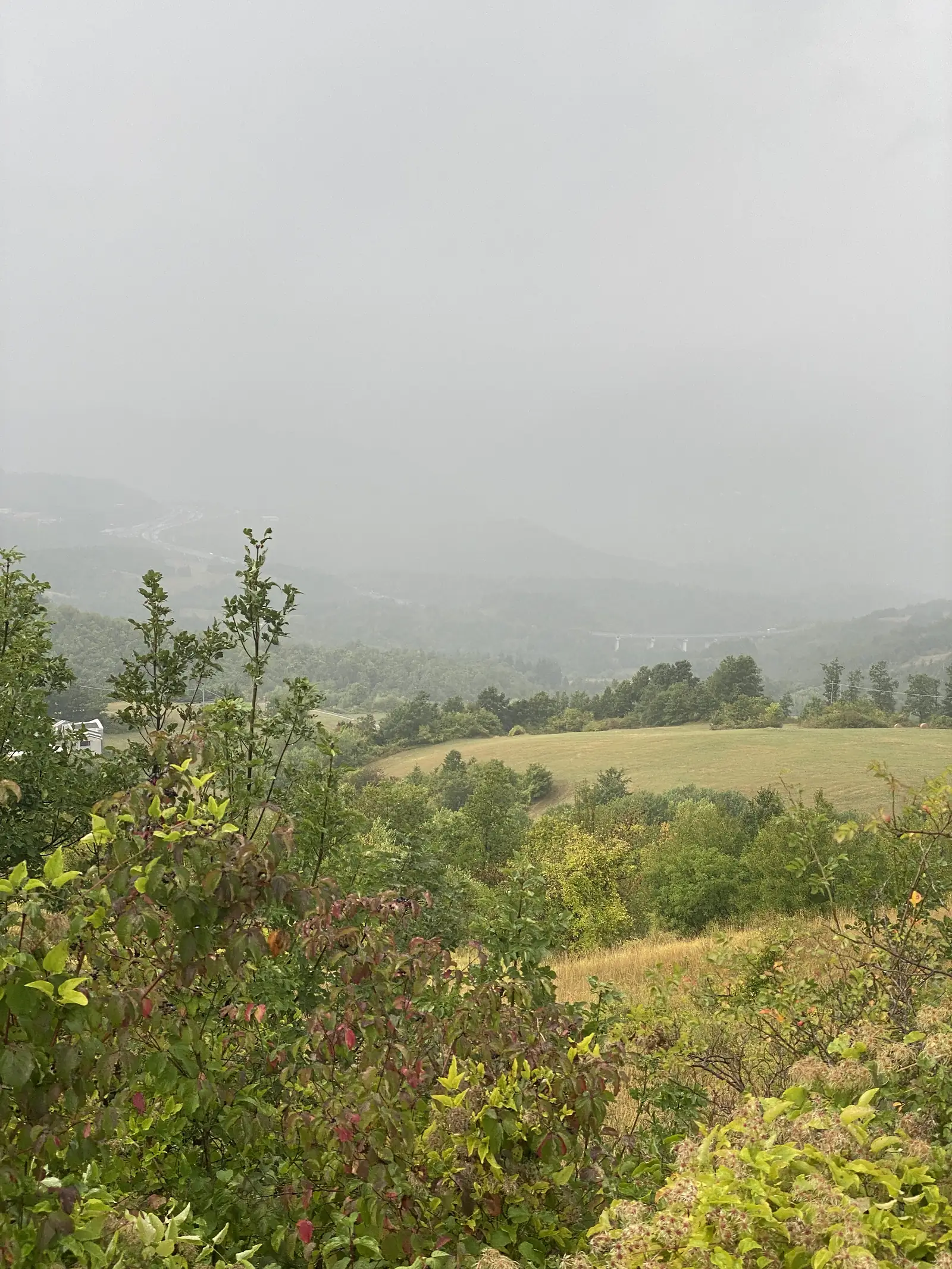 Reddening shrub foliage in the foreground frames a hazy view across a grassy pasture towards distant wooded hills.