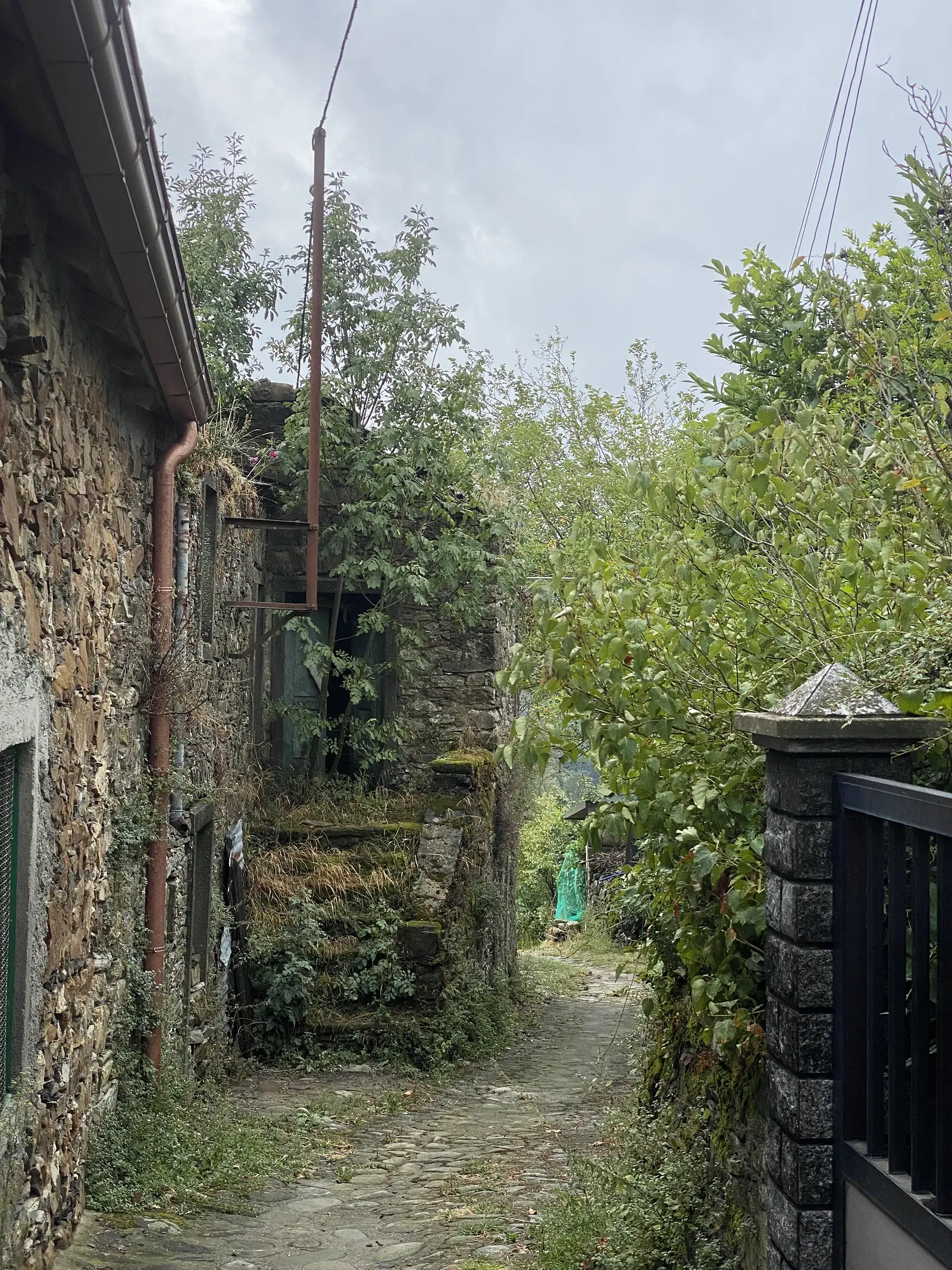 An abandoned stone outbuilding with a boarded-up window and corrugated roofing sits smothered in ivy and overgrown shrubs.