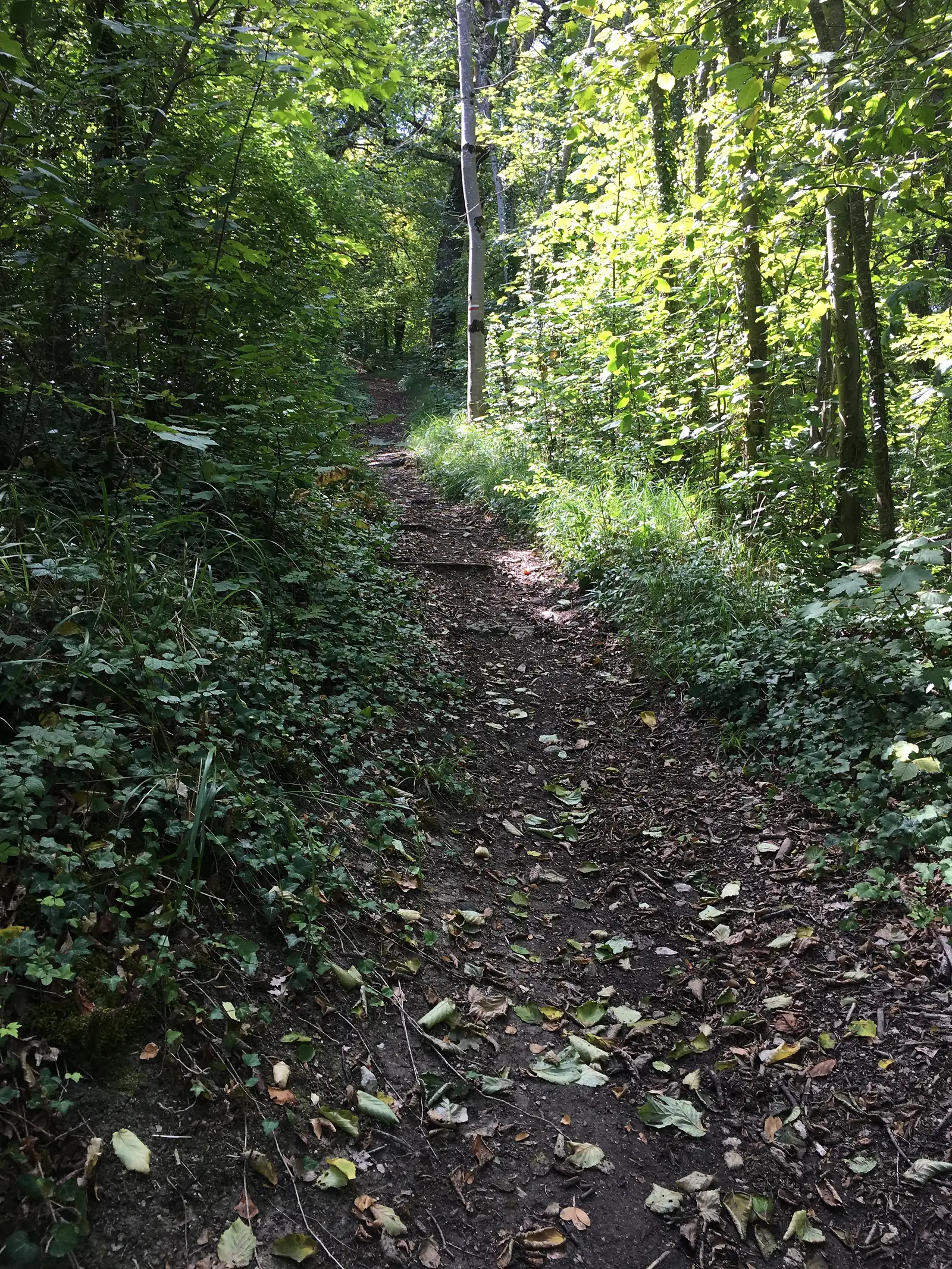 A narrow path runs through a tunnel of ivy-covered hedgerow and overhanging trees, dappled with sunlight.