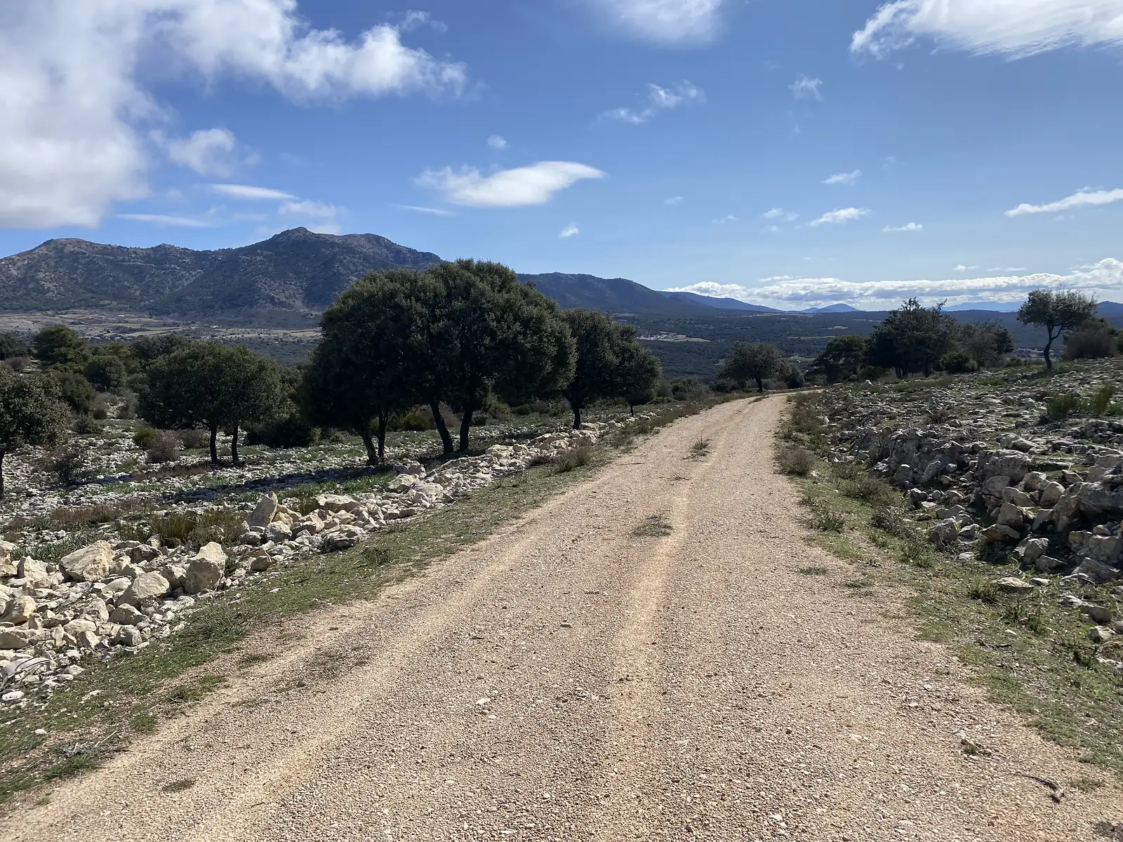 A gravel track running between rocky verges and holm oaks towards a broad mountain ridge.
