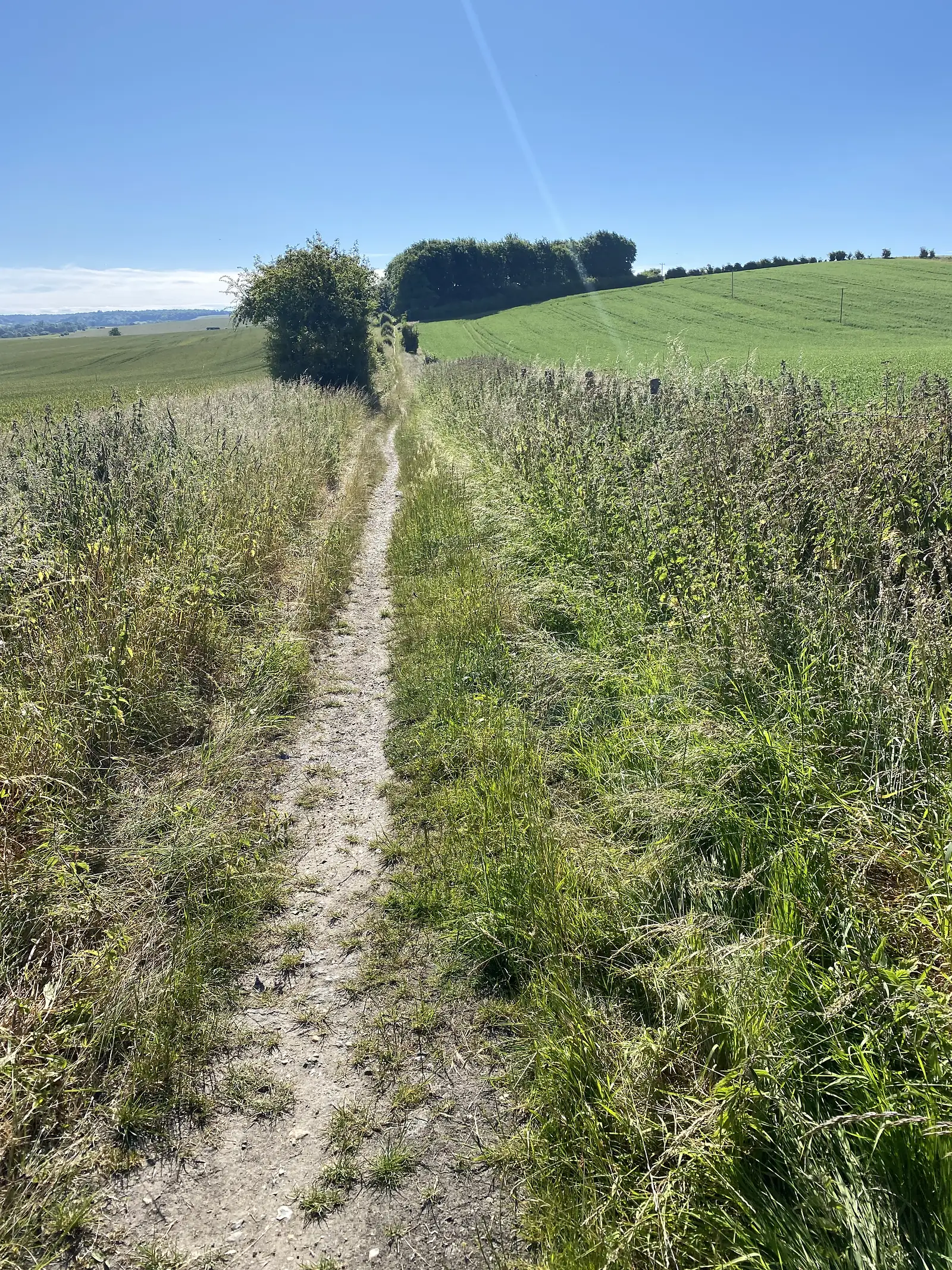 A narrow chalk footpath running between banks of tall grass and nettles beside a green cereal field, with rolling downland beyond.