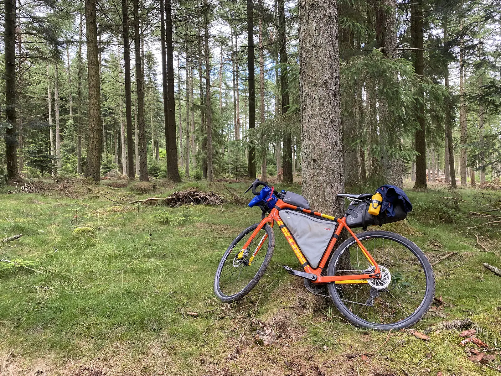 A loaded orange gravel bike propped against a spruce trunk in a plantation clearing of mossy grass.