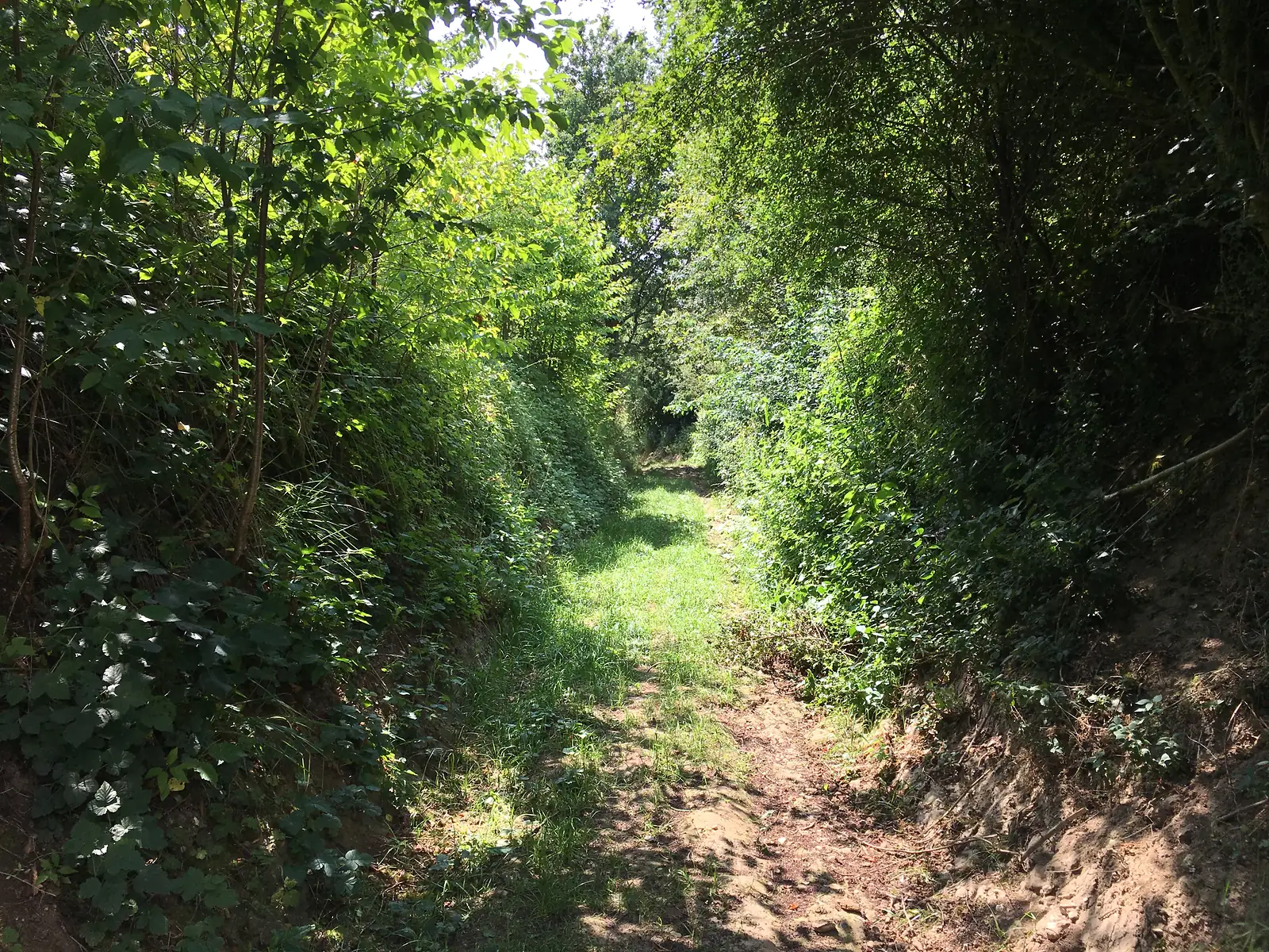 A grassy, hedge-lined lane runs between dense green banks towards a shaded opening in the trees ahead.