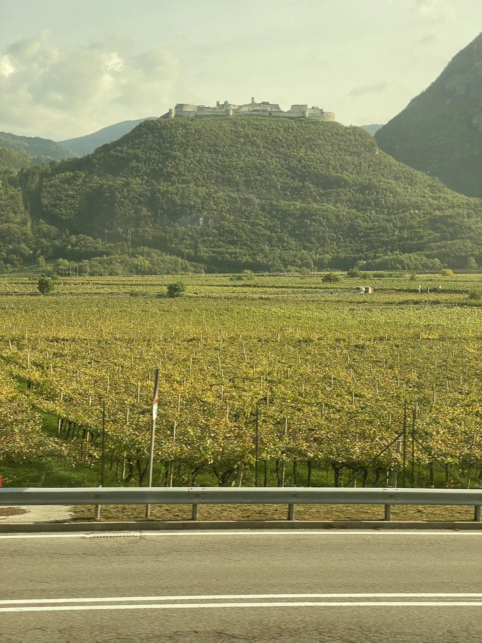 Rows of vineyards below a hillside town with a castle-like tower, seen from a road bordered by autumn-tinged vines.