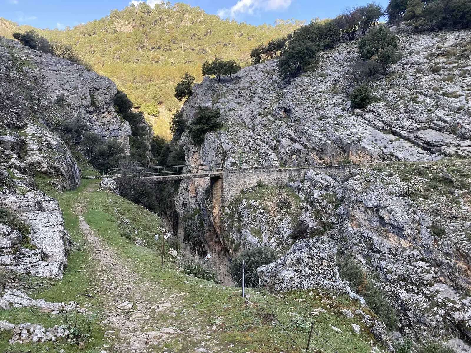 A narrow stone causeway with green railings carrying a path across a limestone gorge below pine woods.