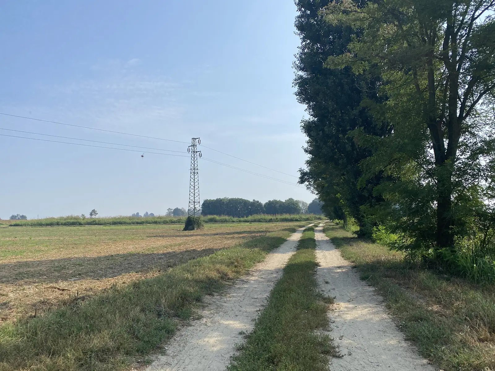 A twin-rutted farm track runs beneath a row of tall trees towards a pylon standing in the fields beyond.