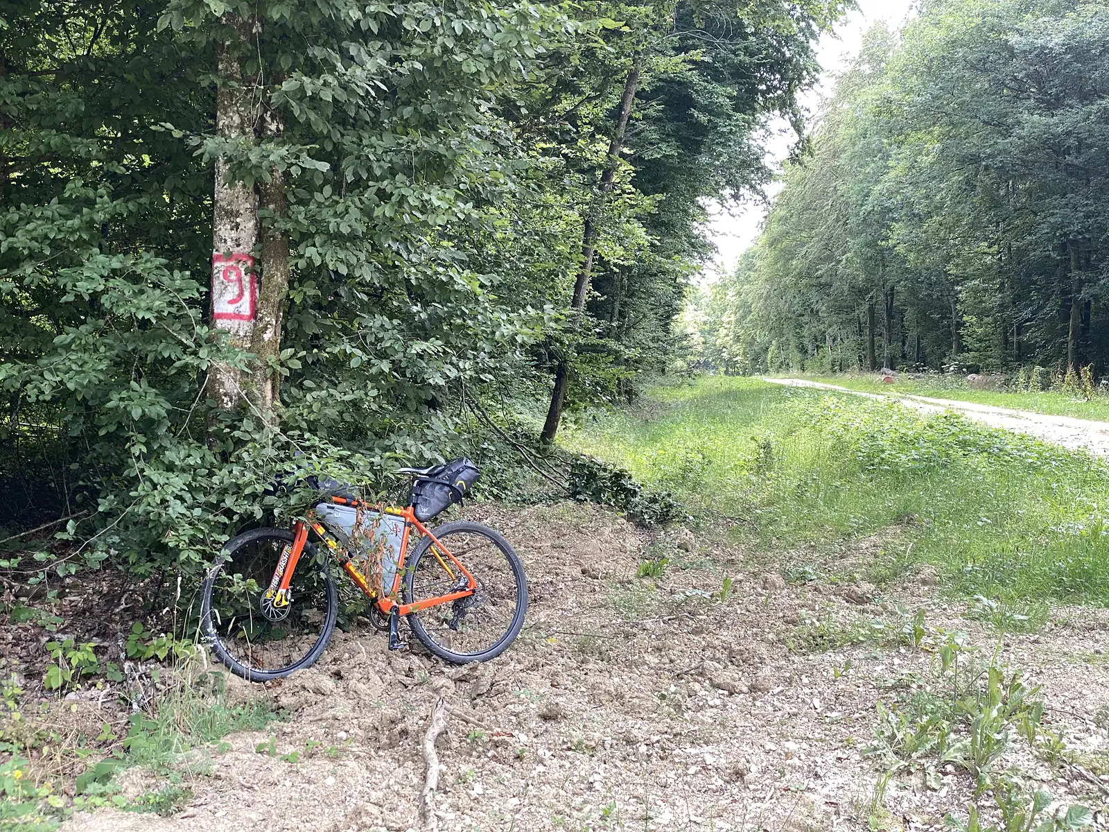 An orange gravel bike leans against a tree marked with a red-and-white number 9 waymark, beside a gravel forestry track running off through the trees.