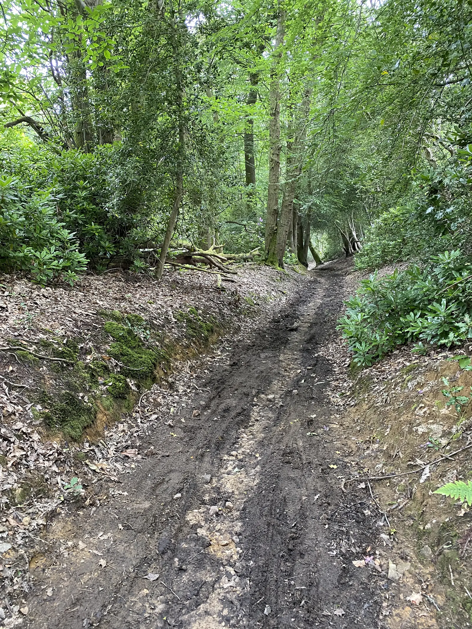 A steep muddy woodland track rutted by tyres, climbing between eroded banks under rhododendron and beech.