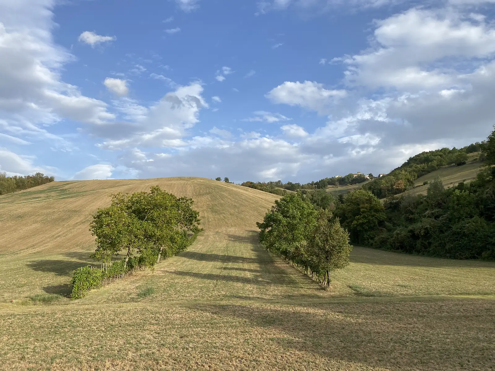 A pale gravel path winding through scrubby hillside bushes, with a low dry-stone retaining wall running alongside.