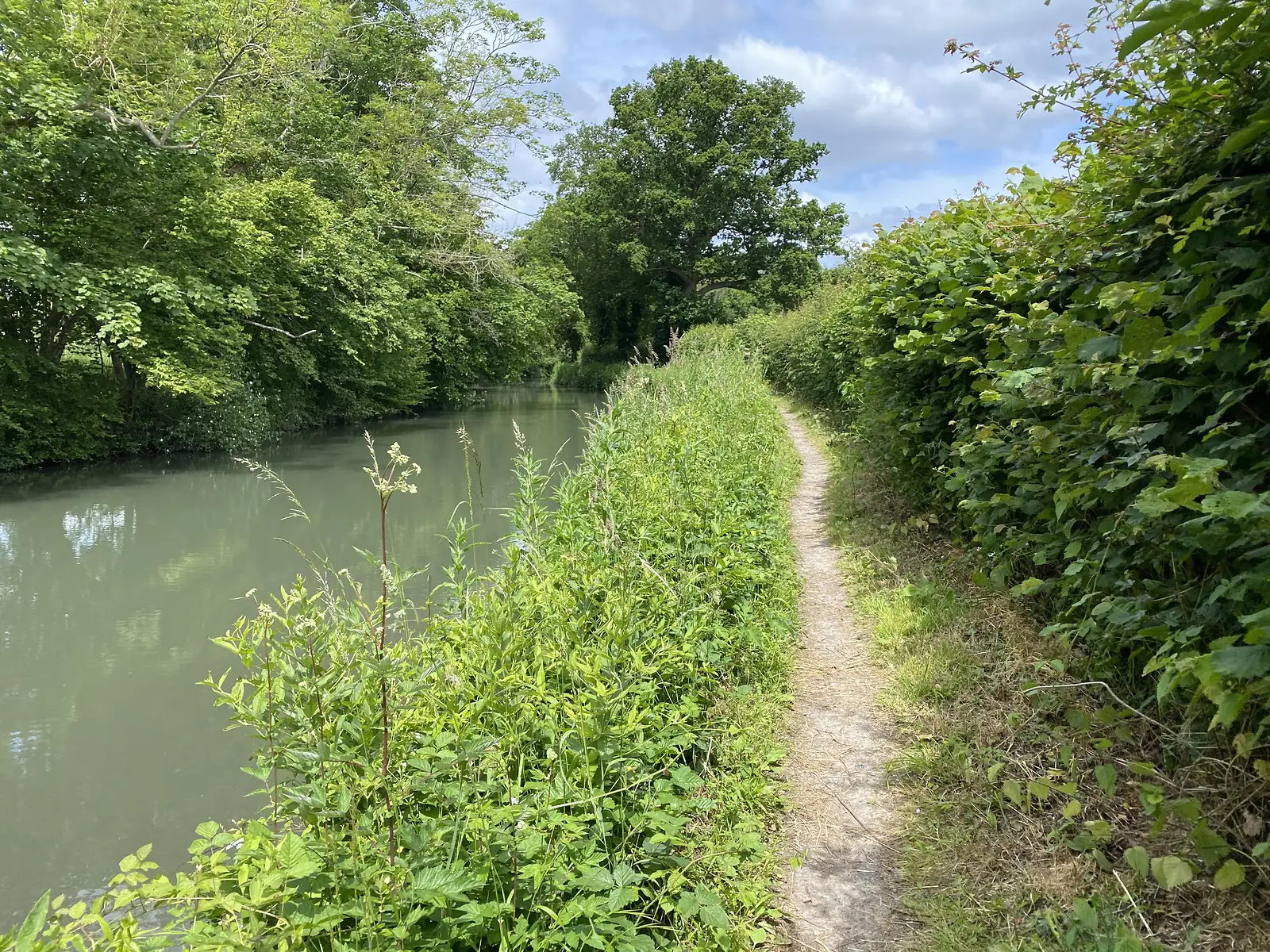 A narrow towpath running between a hedge and a still green canal fringed with tall summer growth.