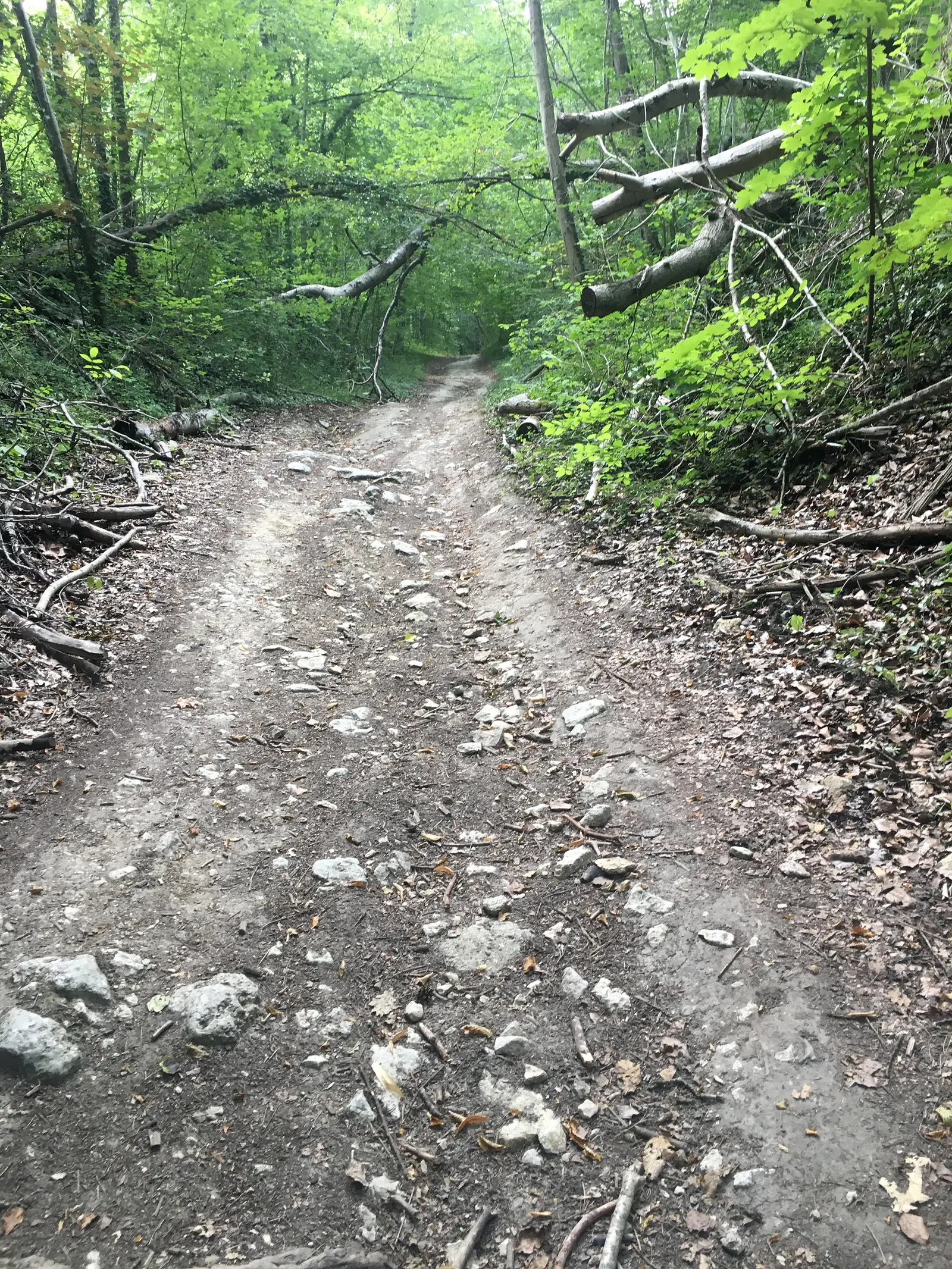 A shaded dirt path descending through a wooded bank, flanked by ivy and low scrub either side.