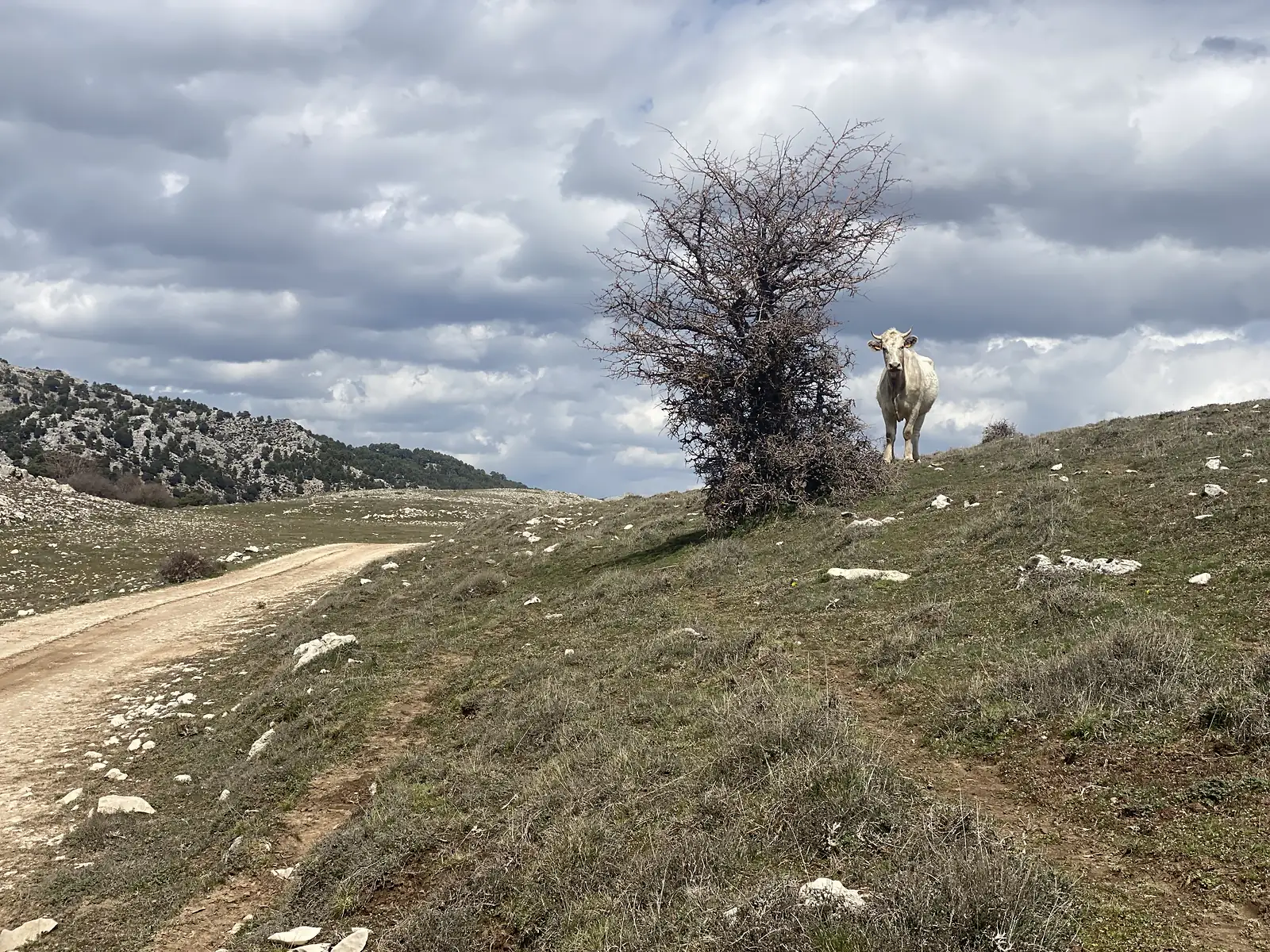 A pale horned cow standing beside a bare thorn tree on a grassy rise above a dirt track in limestone hills.