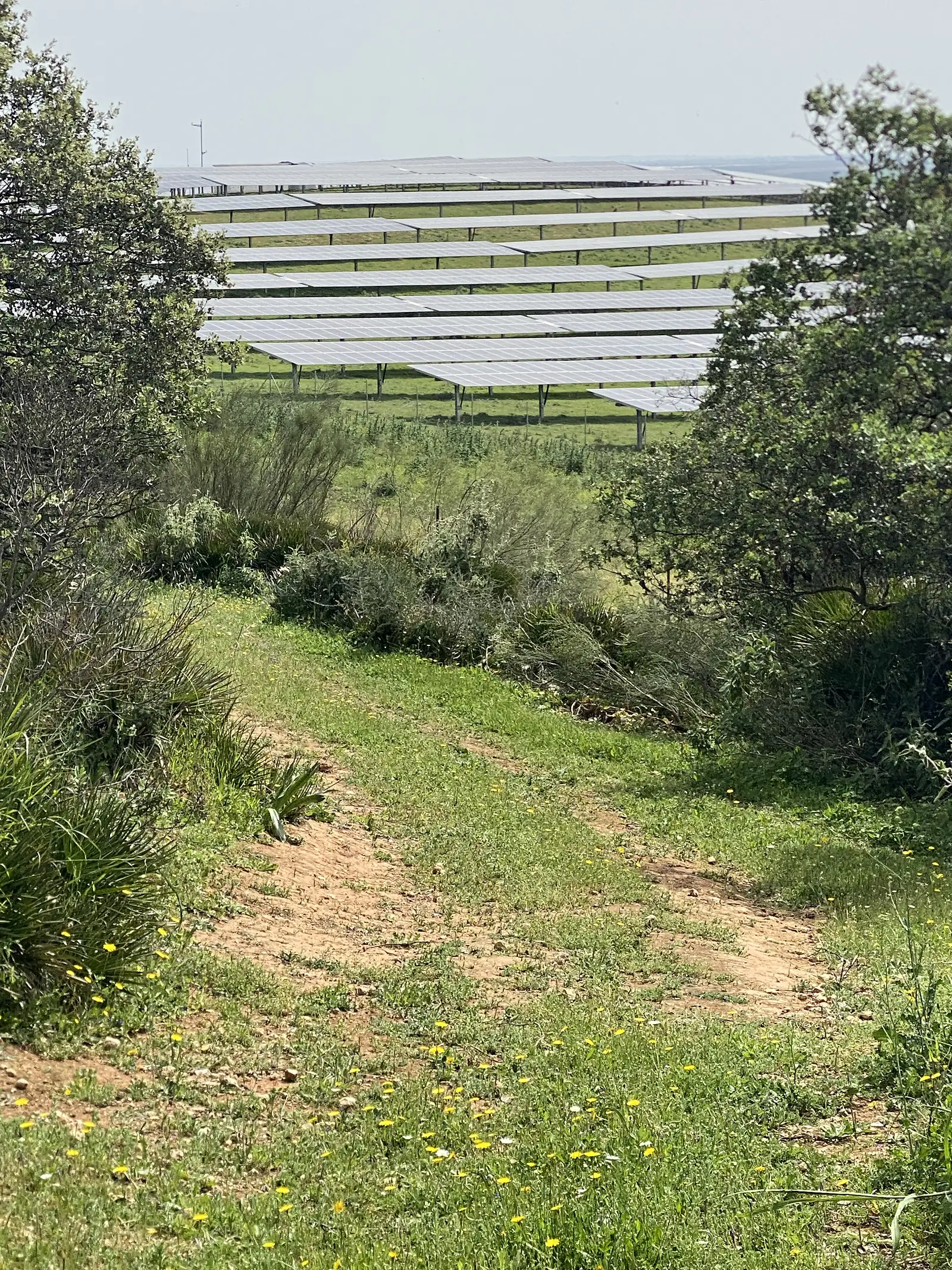 Rows of tilted solar panels filling the plain below a grassy track dropping away through scrub.