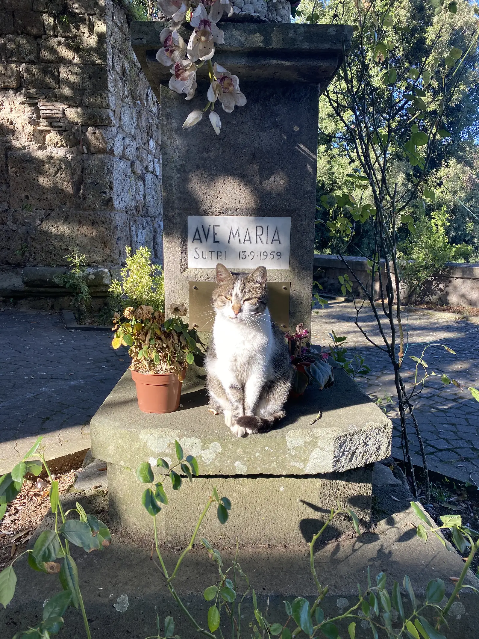 A tabby-and-white cat dozing on a stone monument inscribed "Ave Maria, Sutri, 13.9.1959", surrounded by potted plants in a sunlit garden.