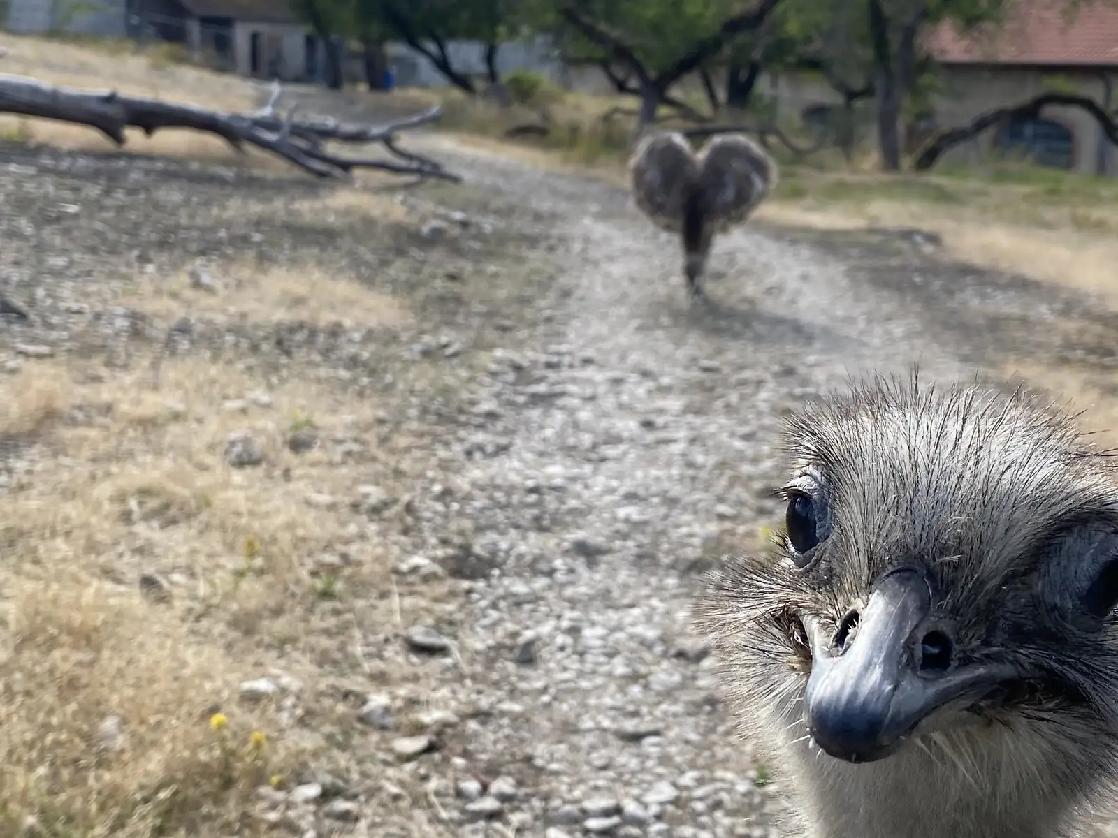 A rhea peers closely at the camera on a gravel path, with another rhea walking away between trees in the background.