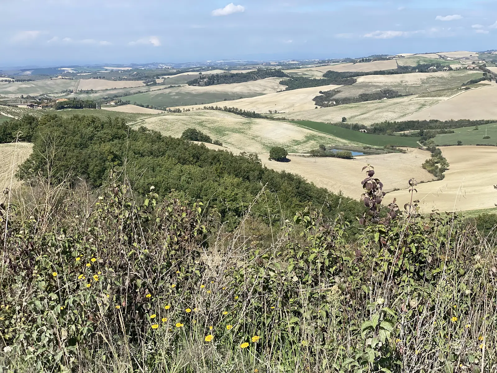 Rolling Tuscan farmland seen from a hillside, with patchwork fields, a small pond and wildflowers in the foreground scrub.