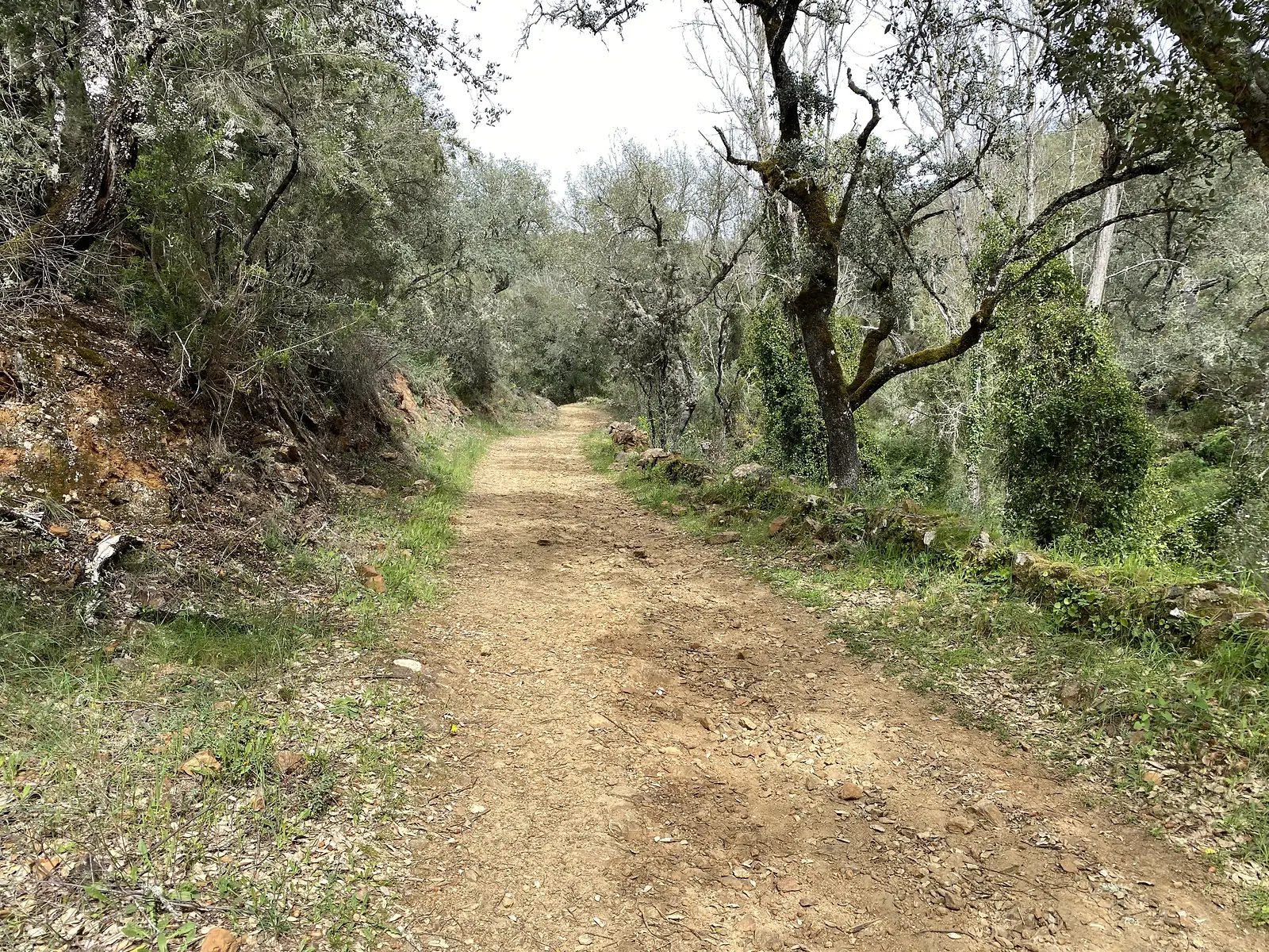 A stony track climbing through cork oak woodland past an ivy-covered trunk and a steep cut bank.