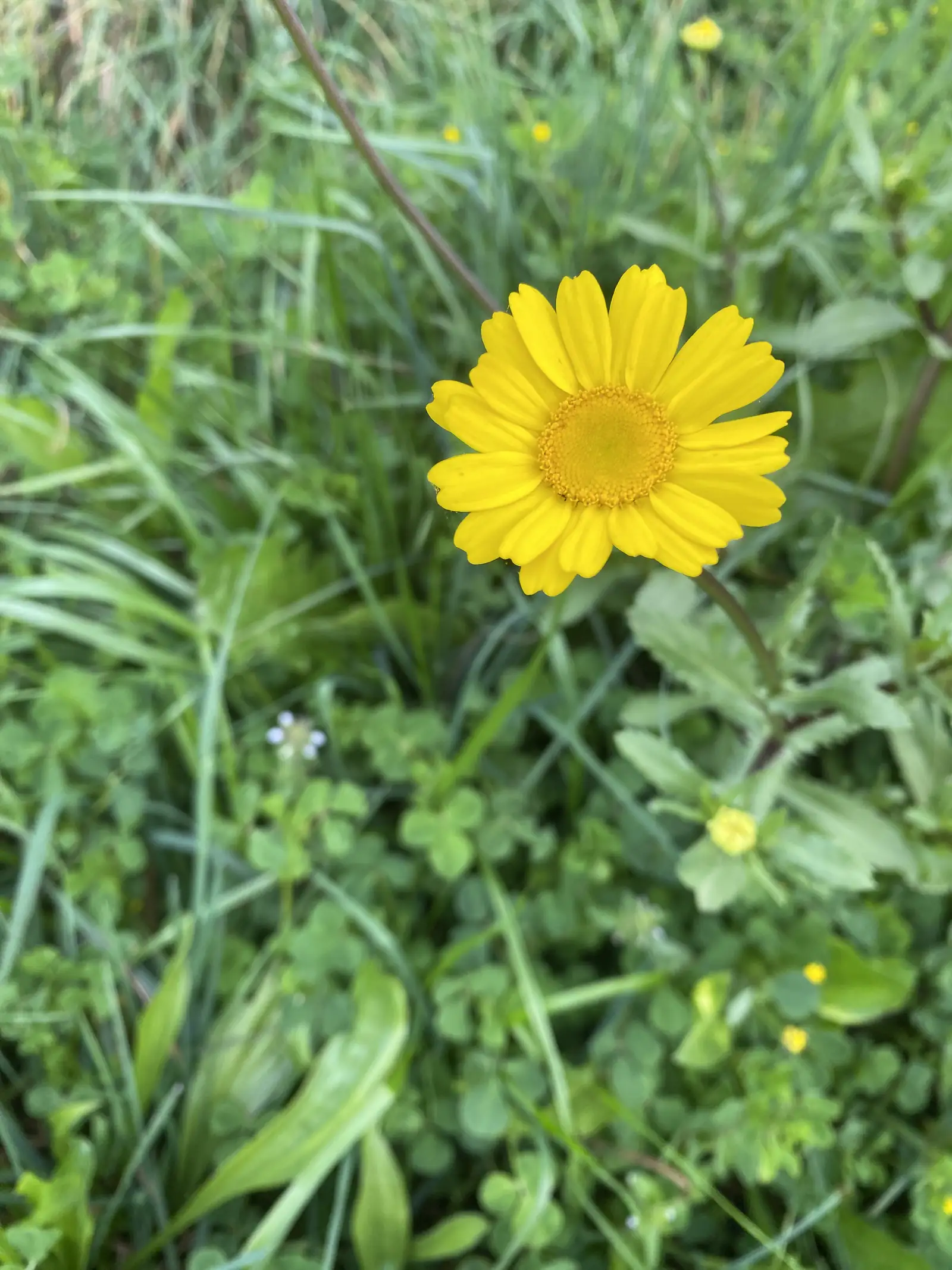 Single yellow corn marigold standing on its stem above a tangle of grass and clover.