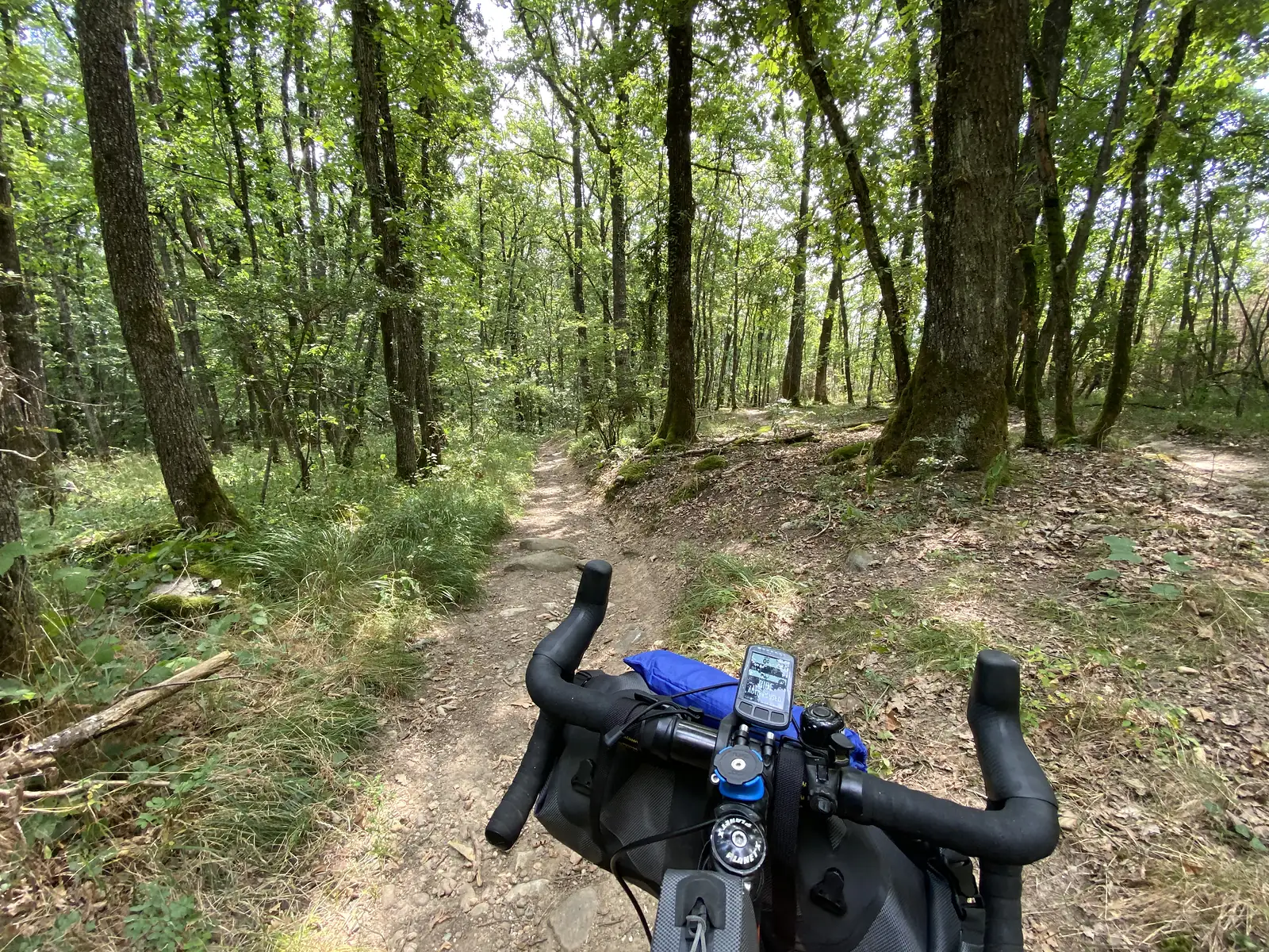 A dappled forest trail through tall trees, with a bike's handlebar-mounted GPS computer and bar bag in the foreground.