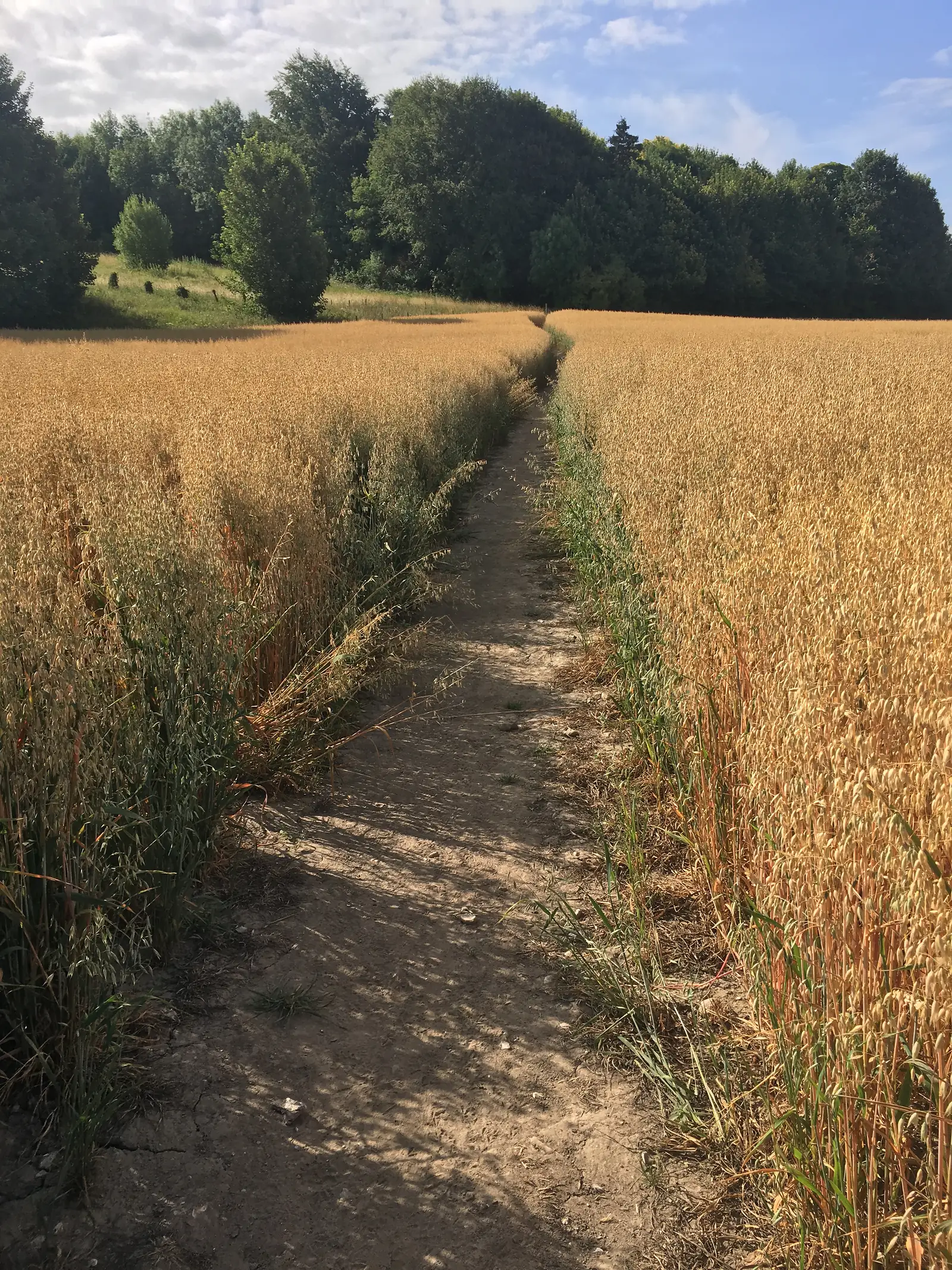 Path through a field
