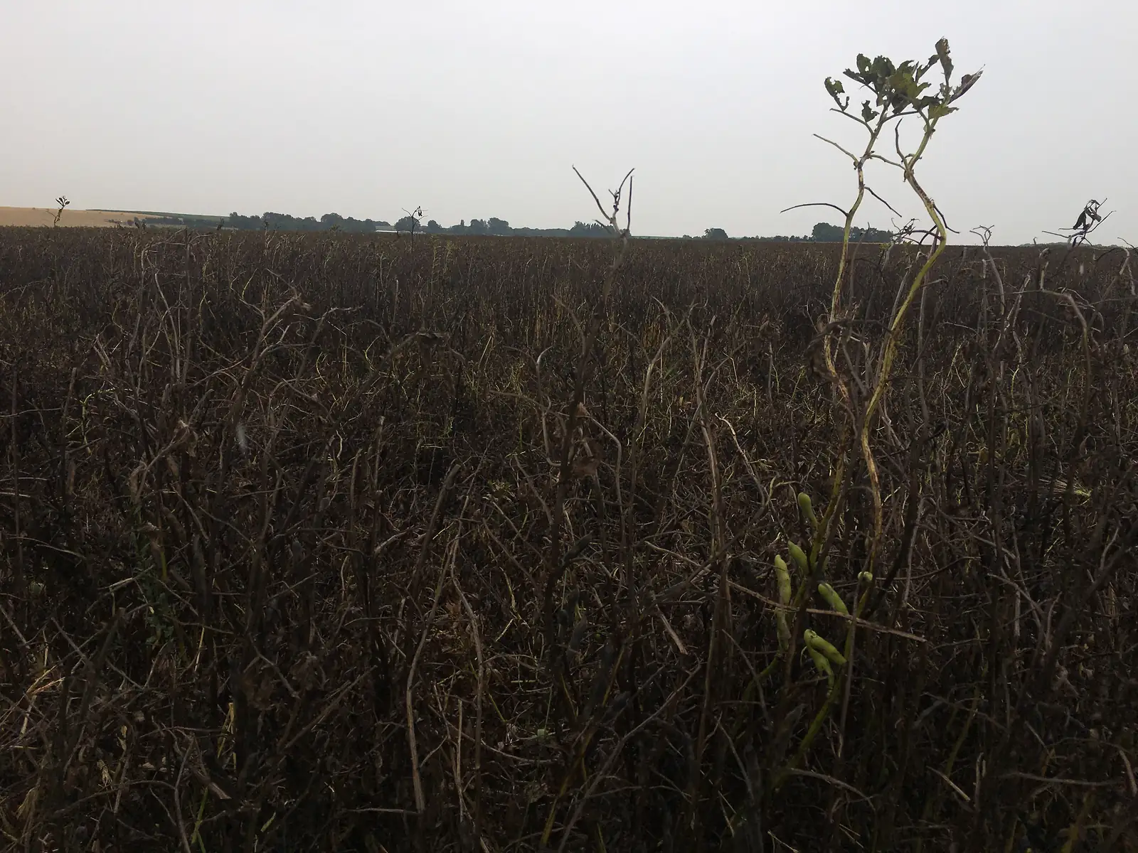 A field of dark, dried bean or pea plants stretches to a hazy tree line, with a few green pods still hanging on the nearest stems.