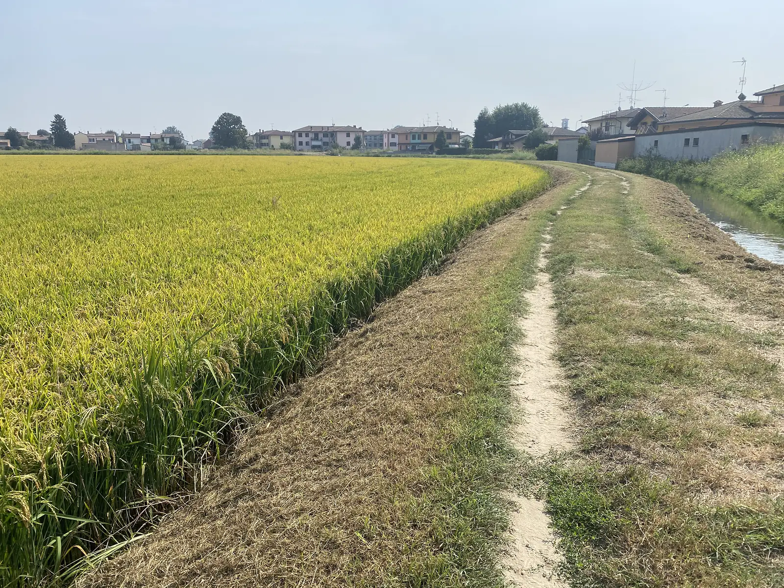 A dirt path runs alongside a ripening golden rice field towards a cluster of houses on the edge of a village.