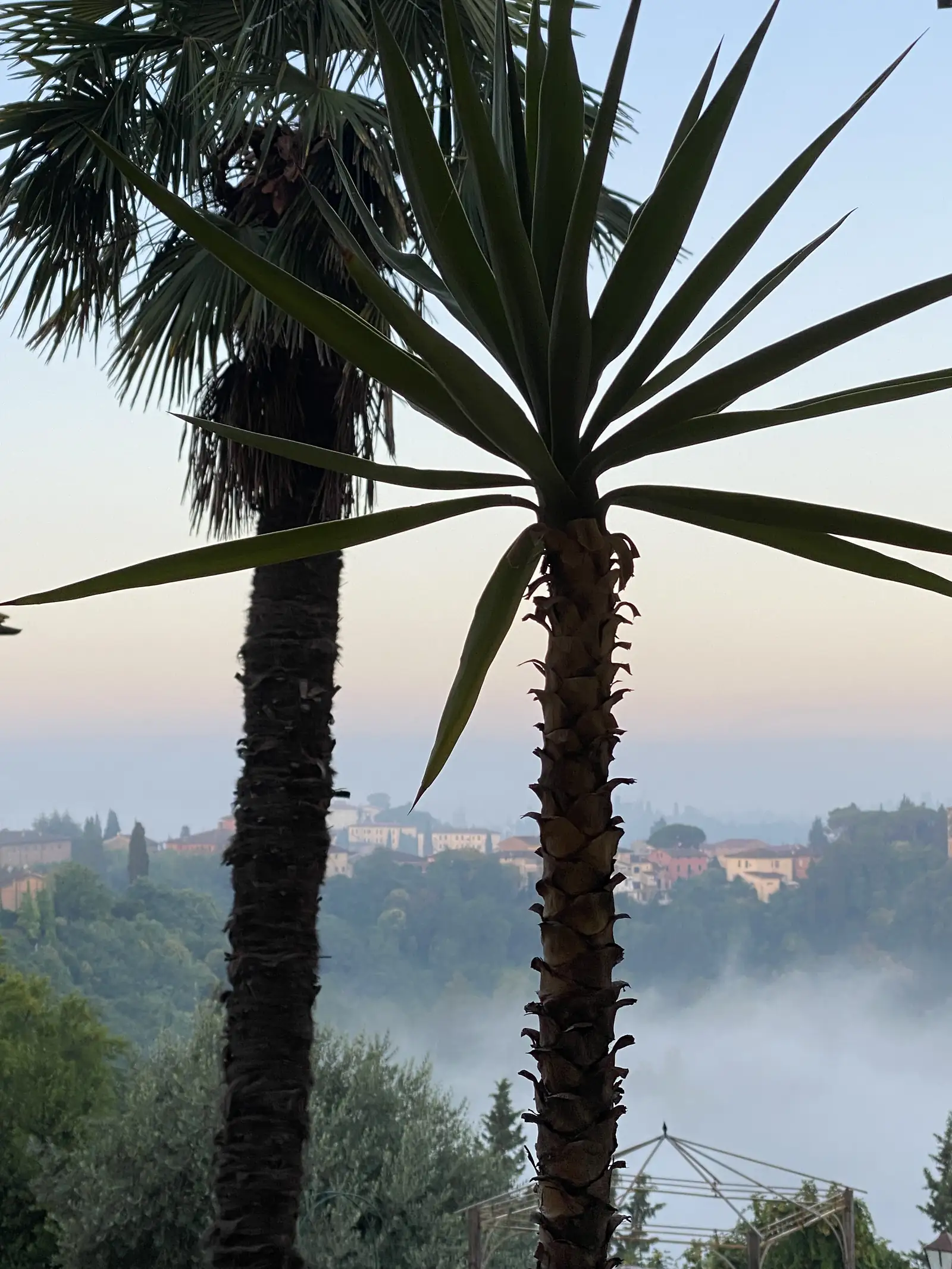 Palm trees frame a hazy dawn view of a hill town with pale buildings and a wooded slope, seen through the fronds and rough trunks of the palms.