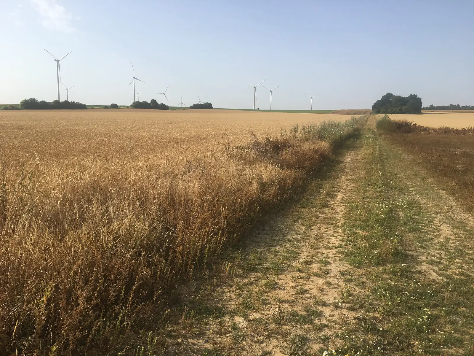 A dirt track running alongside a golden wheat field towards a distant line of wind turbines under a hazy sky.