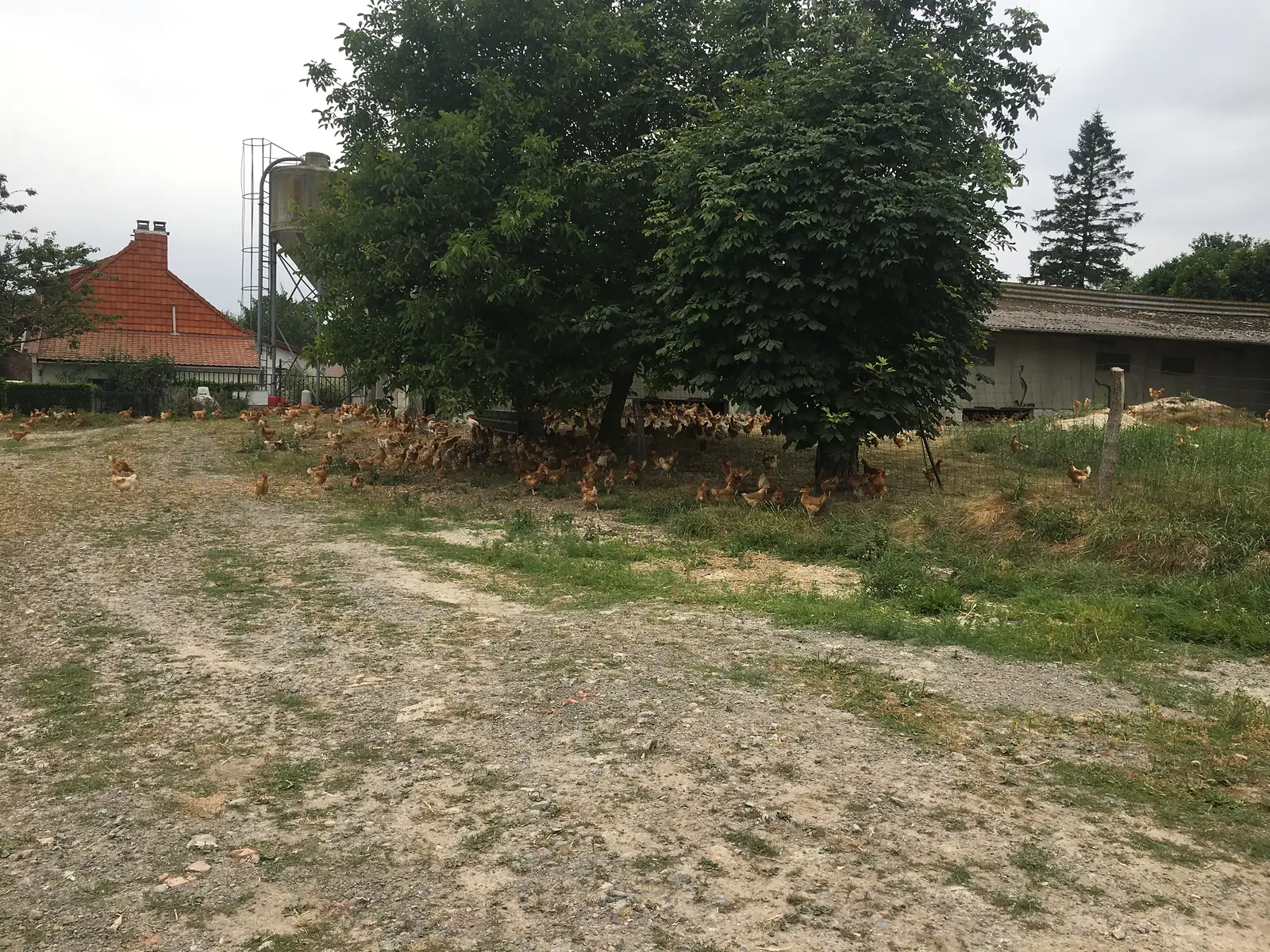 A large flock of free-range hens gathers in the shade of trees on a farm track, with a red-tiled farmhouse, a feed silo and a long barn in the background.