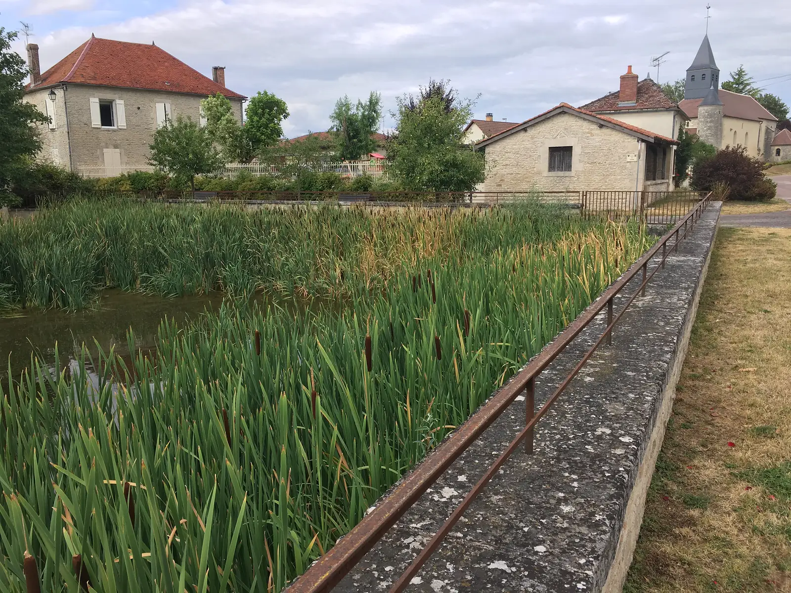 Reeds and bulrushes grow thickly in a village pond behind a stone parapet, with stone houses and a church spire beyond.