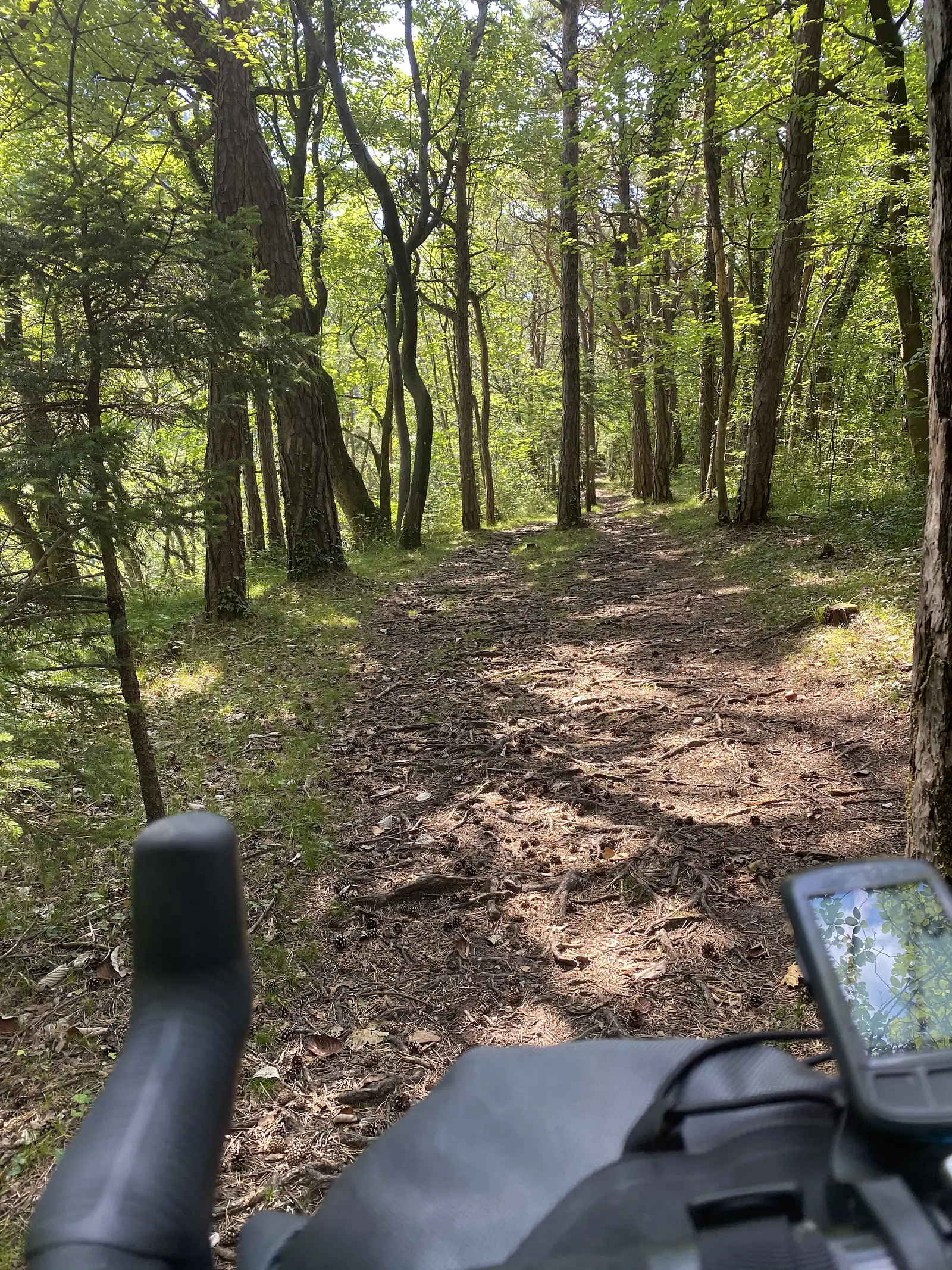 A root-crossed dirt trail winds through sunlit woodland, seen past a bike's handlebar and a GPS unit mounted for navigation.