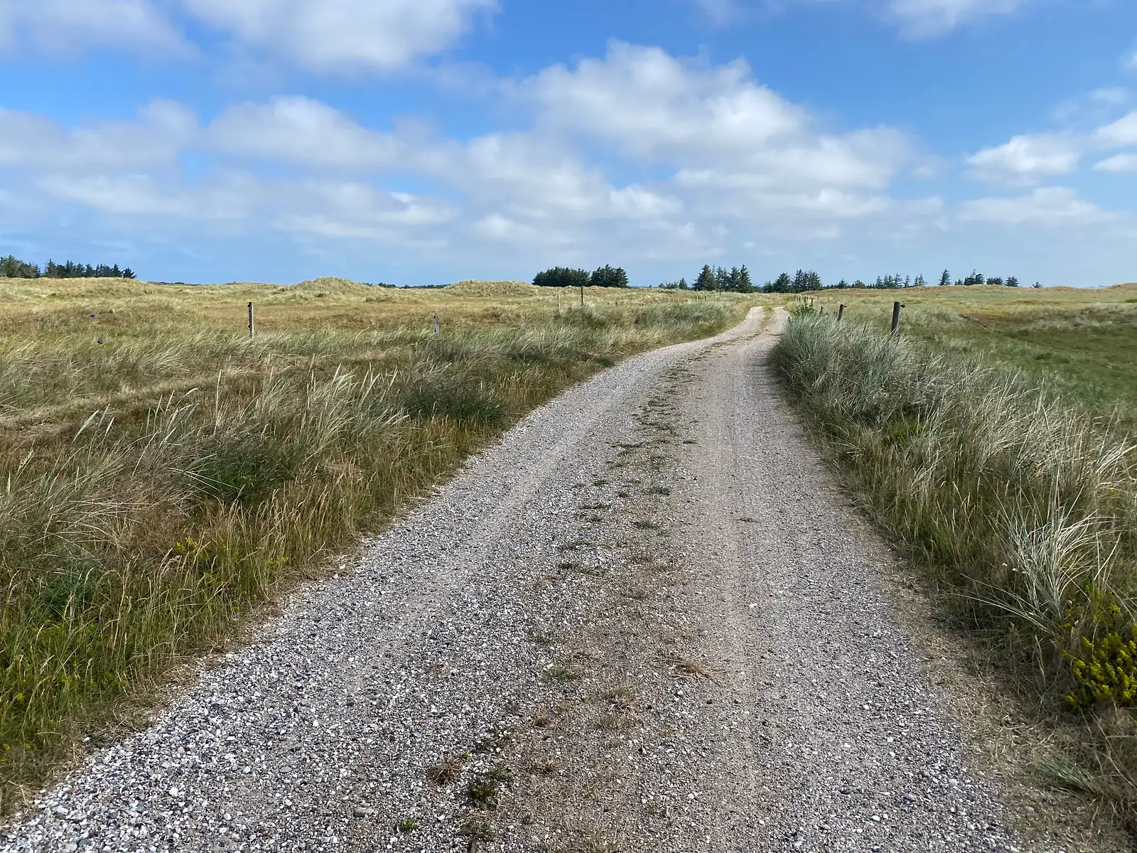 A pale gravel track running away between marram grass and fenced dune pasture, with conifers on the horizon.