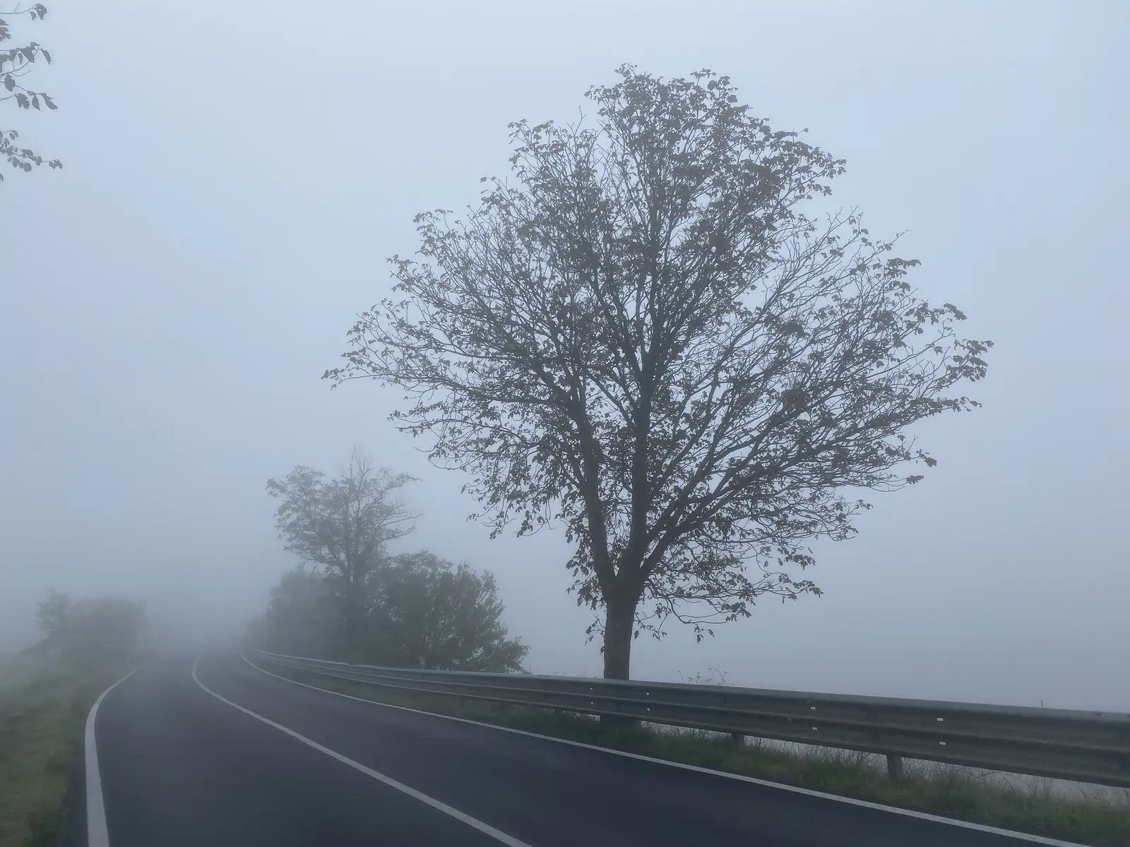 A lone tree beside a guardrail on a paved road, its branches fading into dense fog.