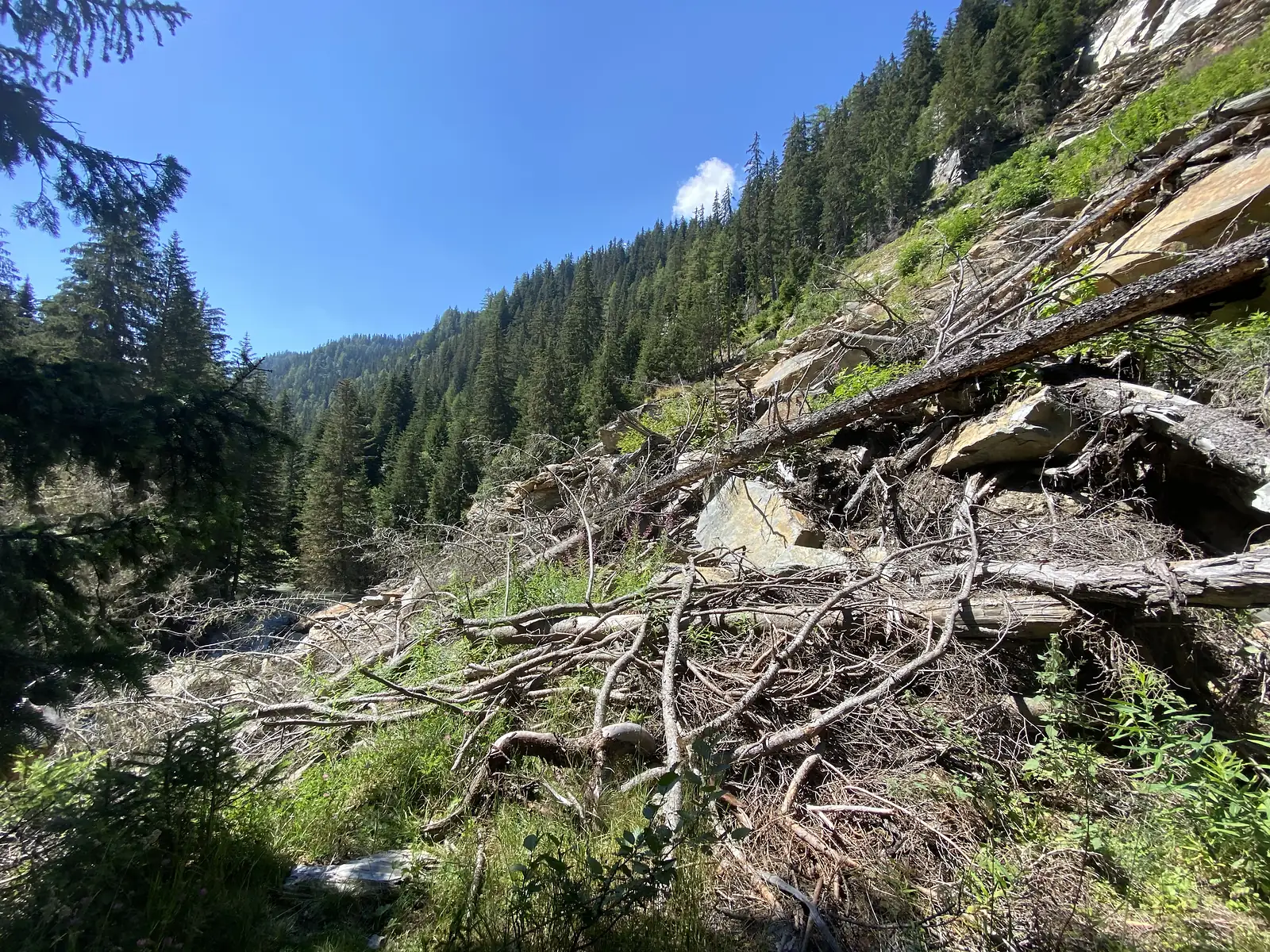 A tangle of fallen, weathered tree branches and pale slate boulders on a steep forested slope beside a stream bed.