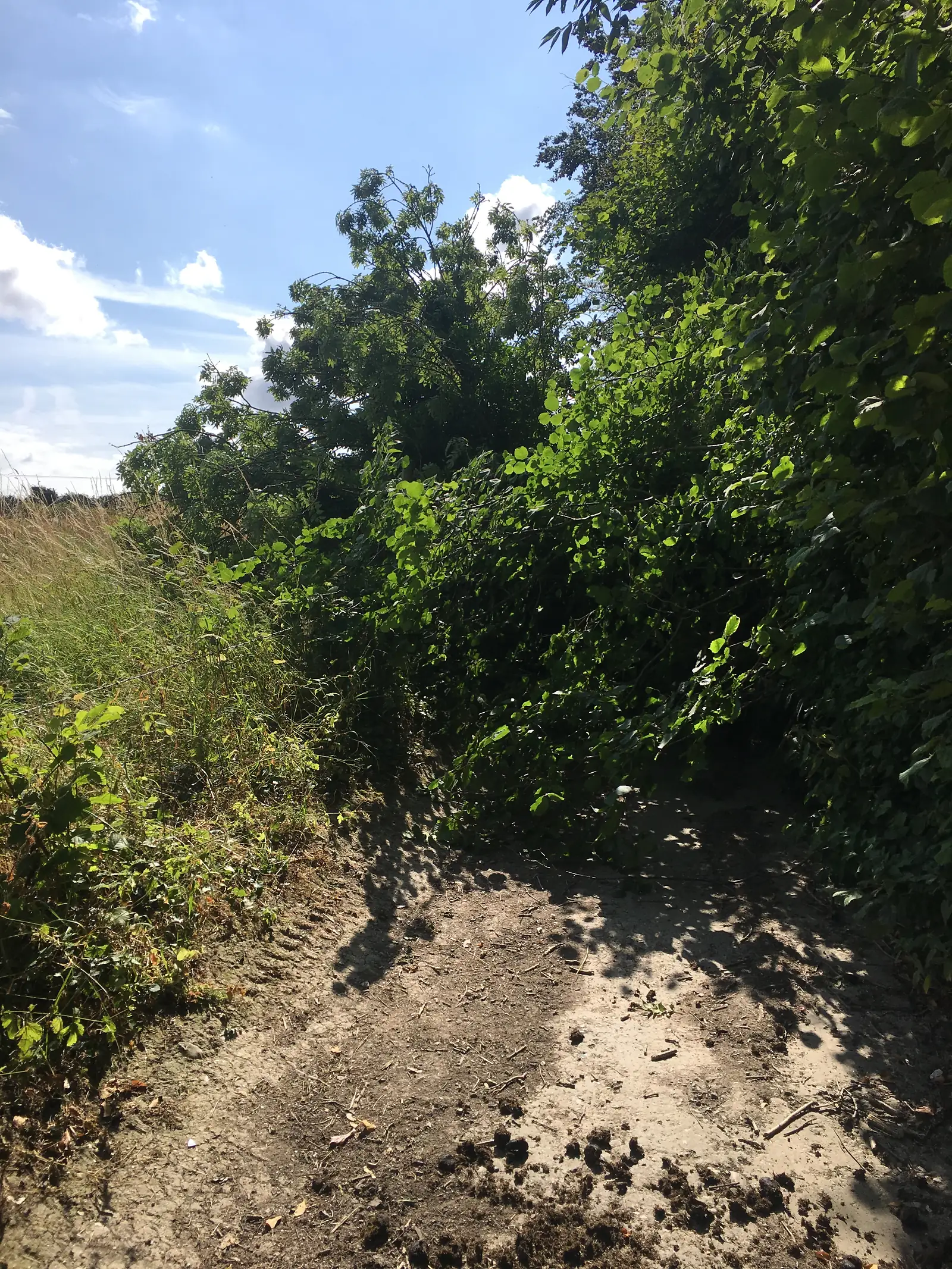 Tree fallen on a gravel path