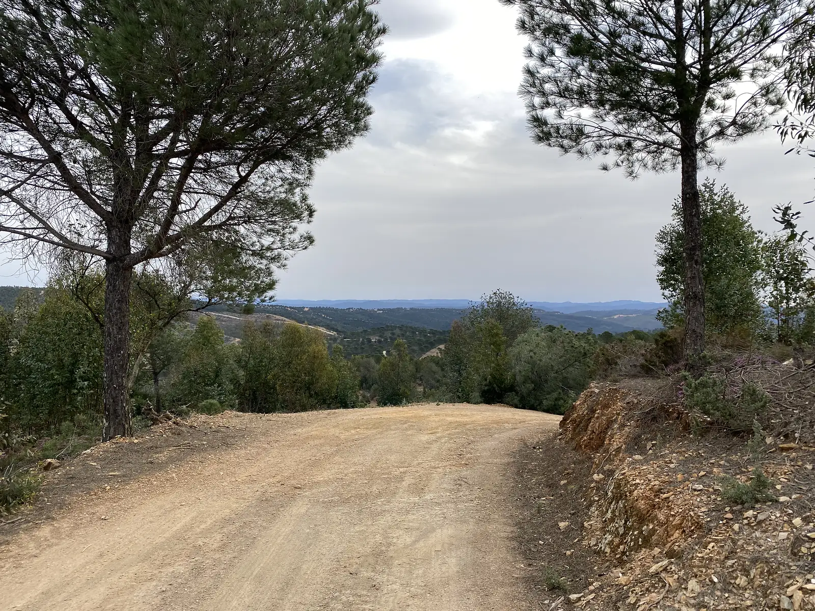 A freshly graded dirt track dropping away between two pines, with wooded hills and a distant blue ridge beyond.