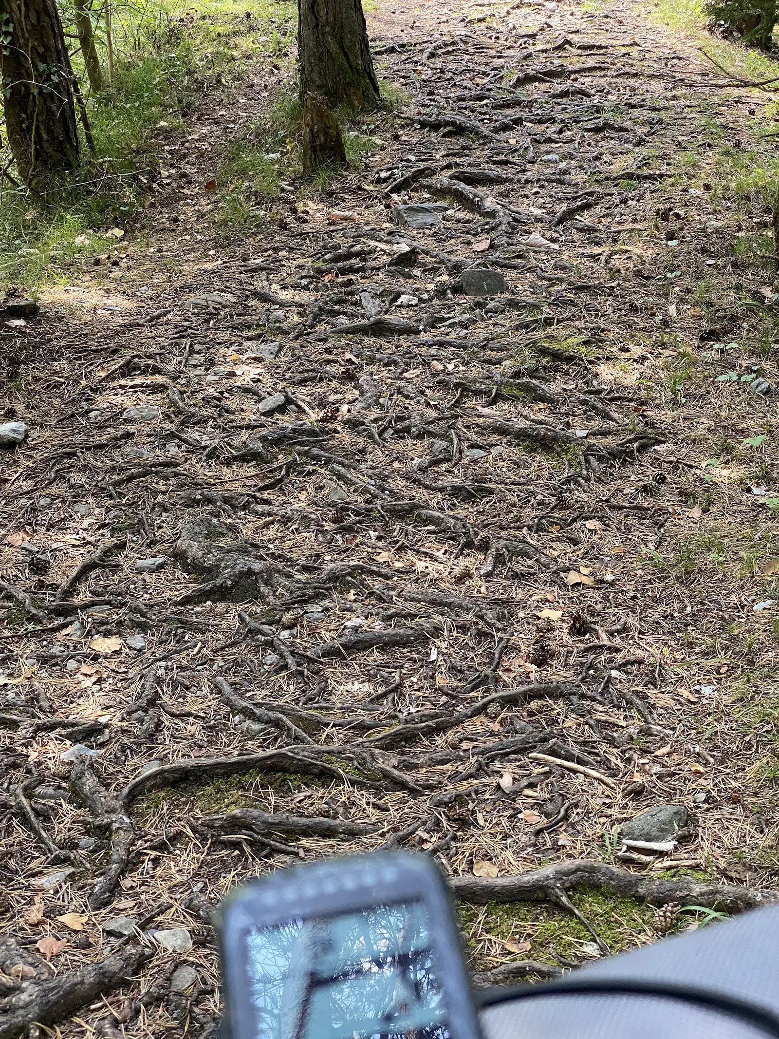 A dense tangle of exposed tree roots and loose stones covers a narrow forest trail, a phone mount just visible at the bottom of the frame.