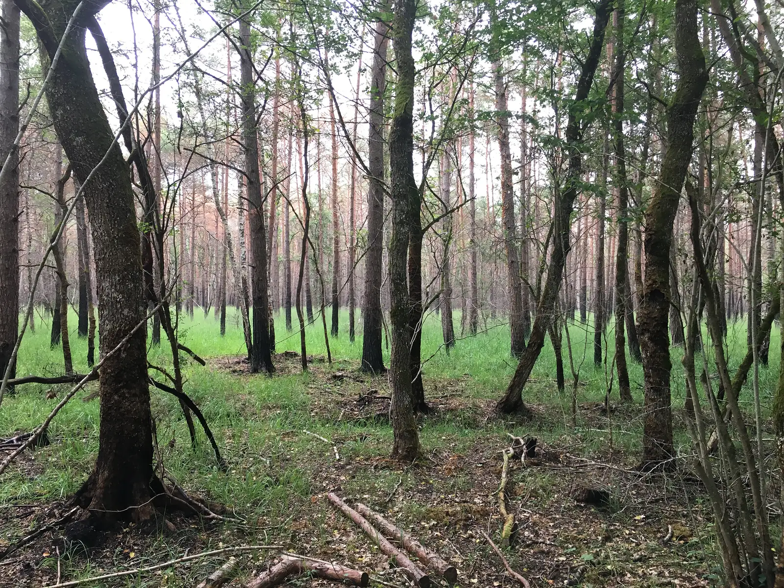Slender pines and broadleaf trees rise from a grassy woodland floor, with dappled light filtering through the canopy.