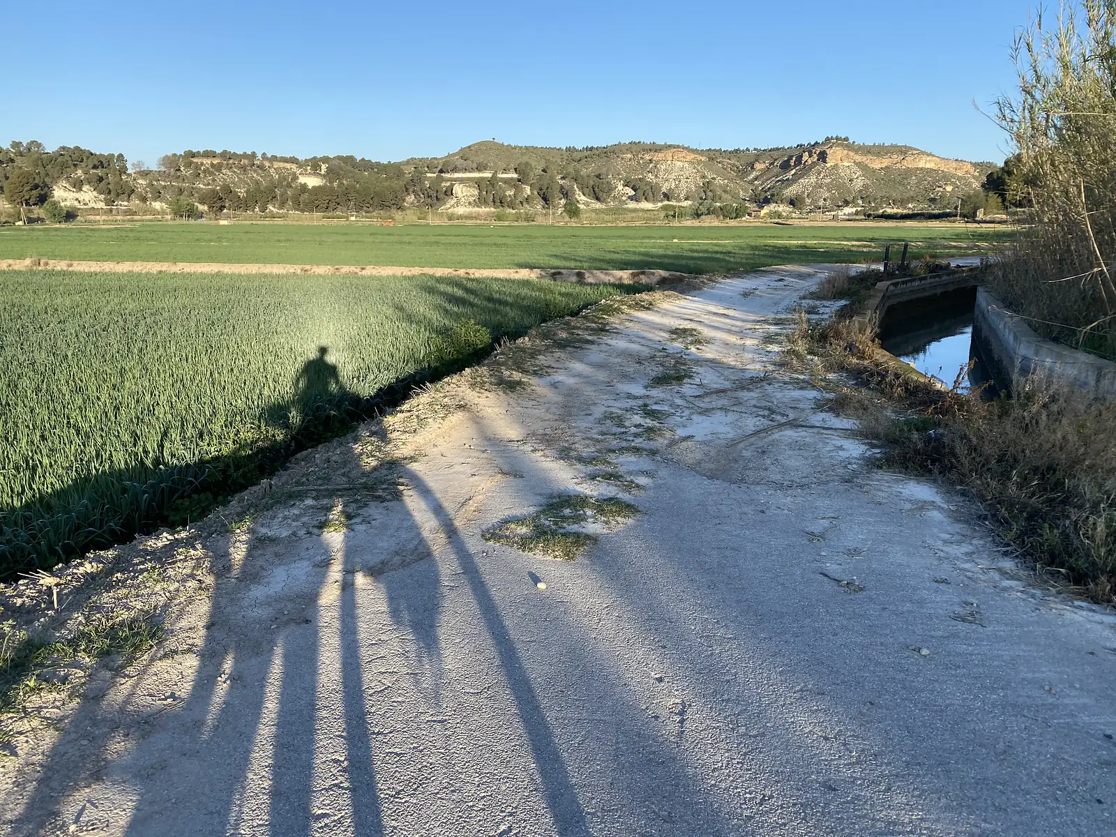 A concrete farm track running between an irrigation channel and fields of young crops, the long shadow of a cyclist thrown across it.