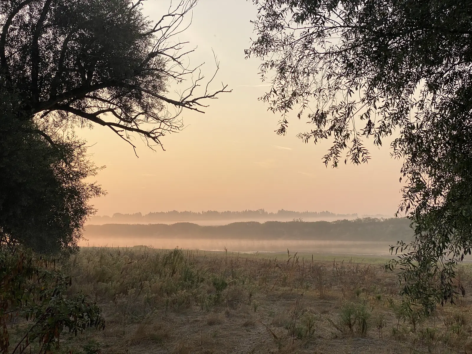 Willow branches frame a misty river valley at dawn, its water and far bank veiled in low-lying fog beneath a soft orange sky.