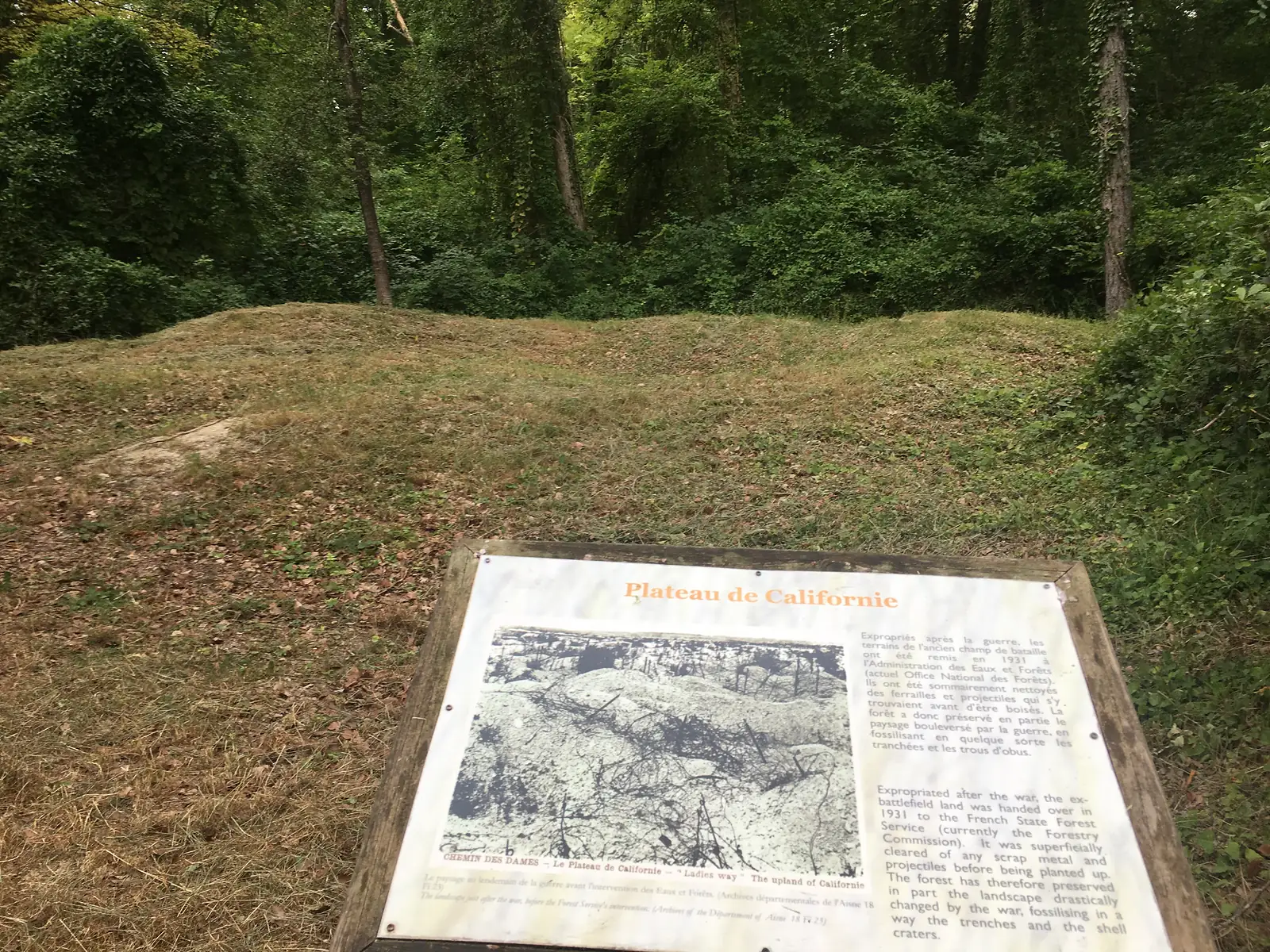 Grass-grown mounds and hollows among trees on the Chemin des Dames plateau, the still-visible outline of old trenches and shell craters, with a wooden marker post in the foreground.